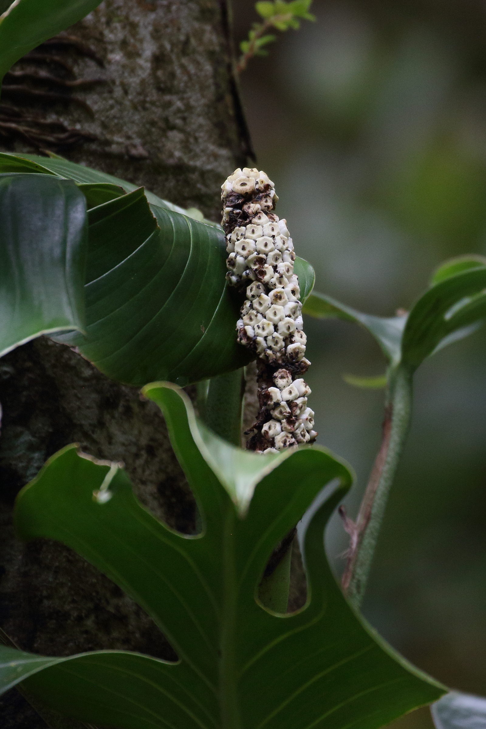 monstera_adansonii3bd