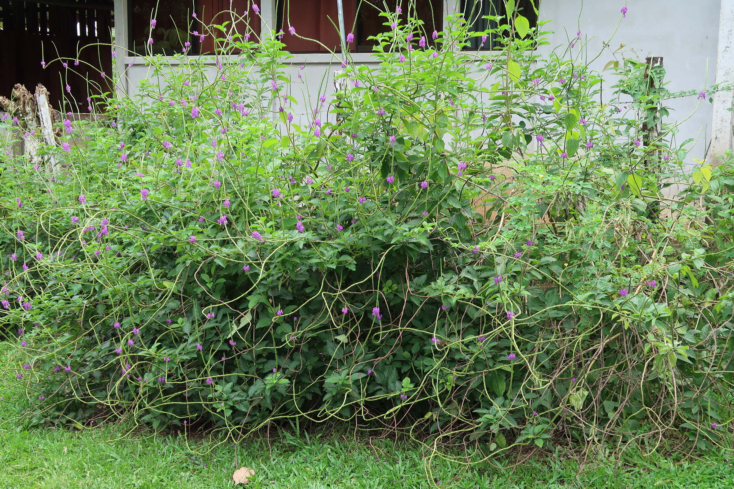 Afficher le média stachytarpheta_cayennensis3md stachytarpheta_cayennensis3md