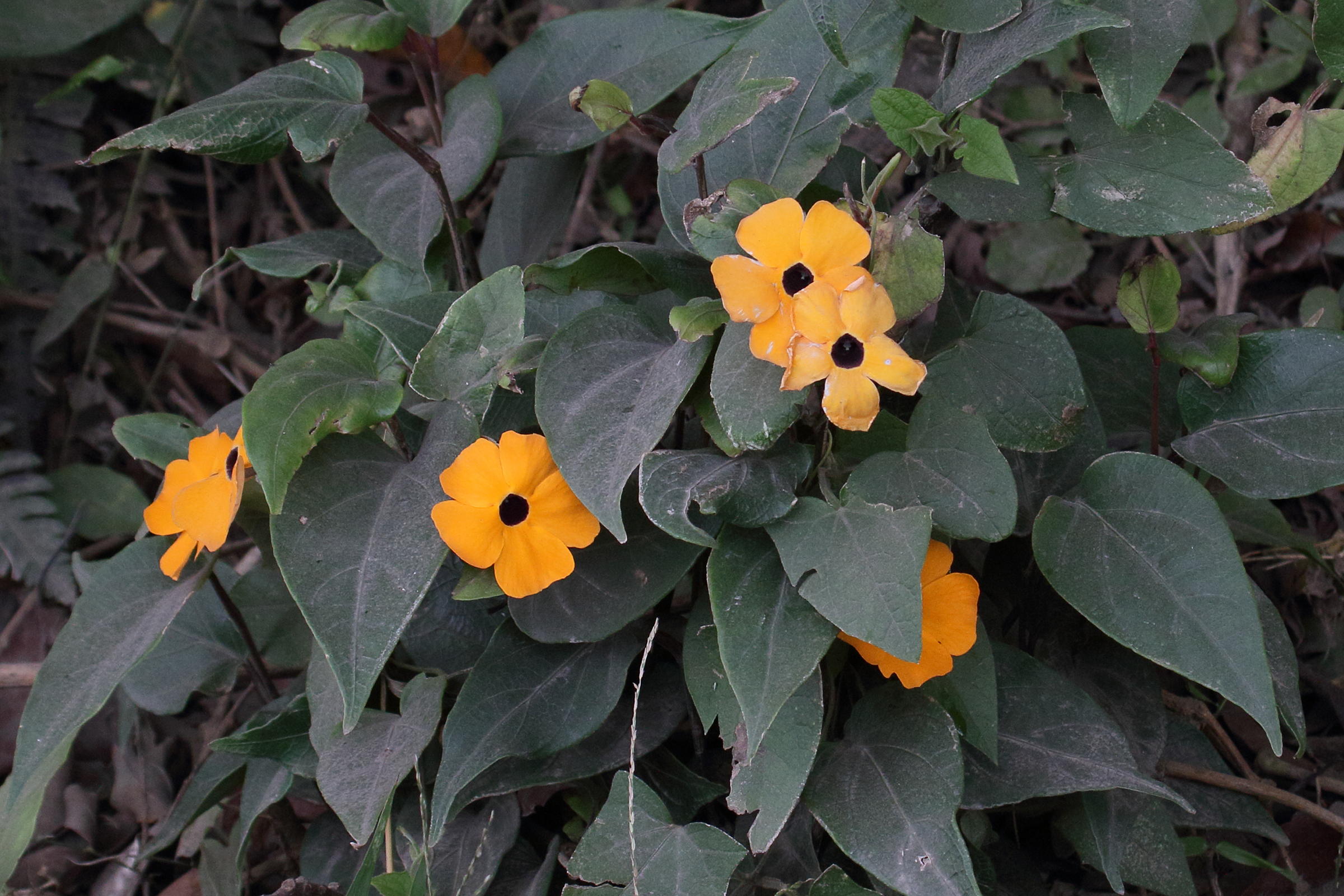 thunbergia_alata7md
