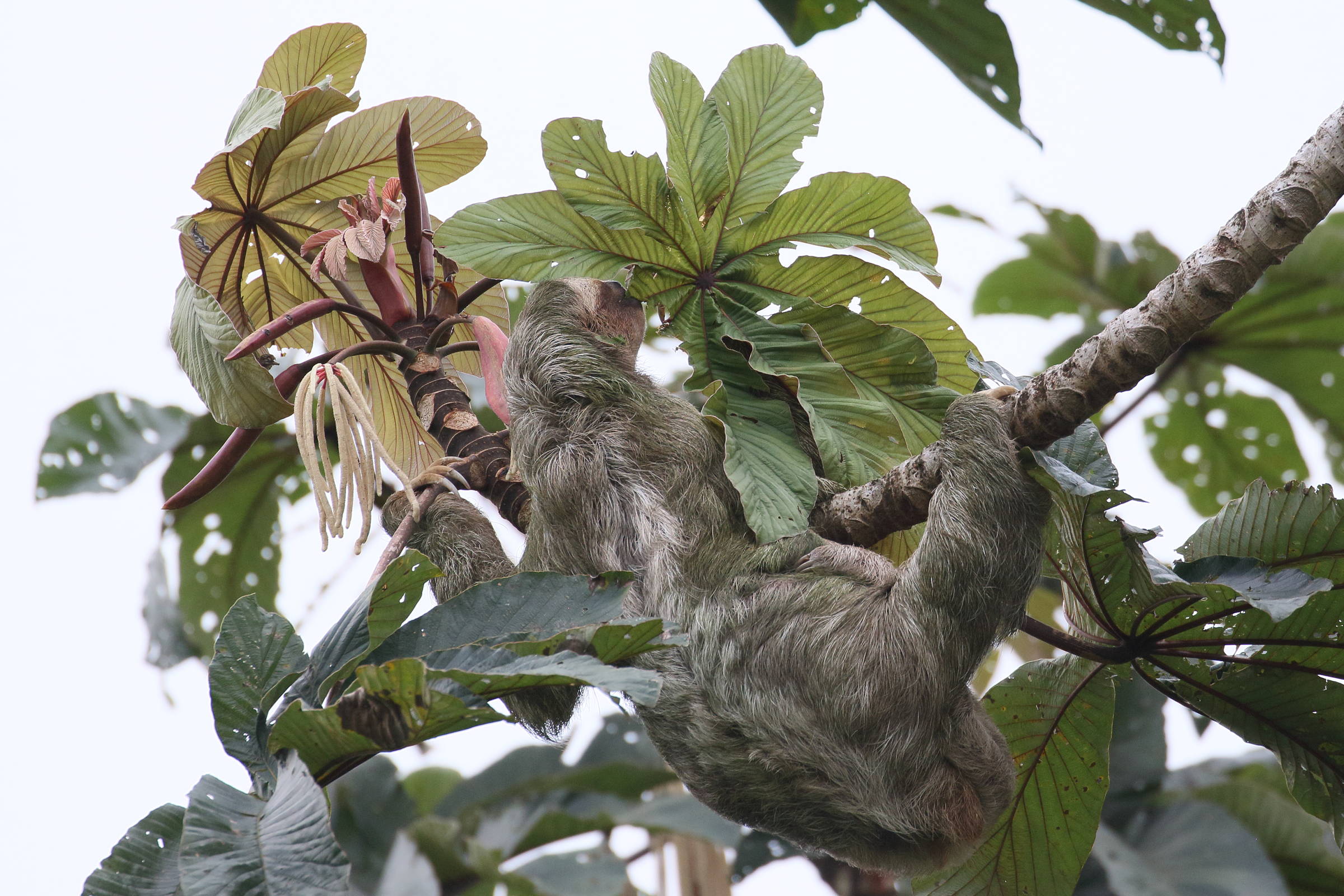 cecropia_obtusifolia5bd