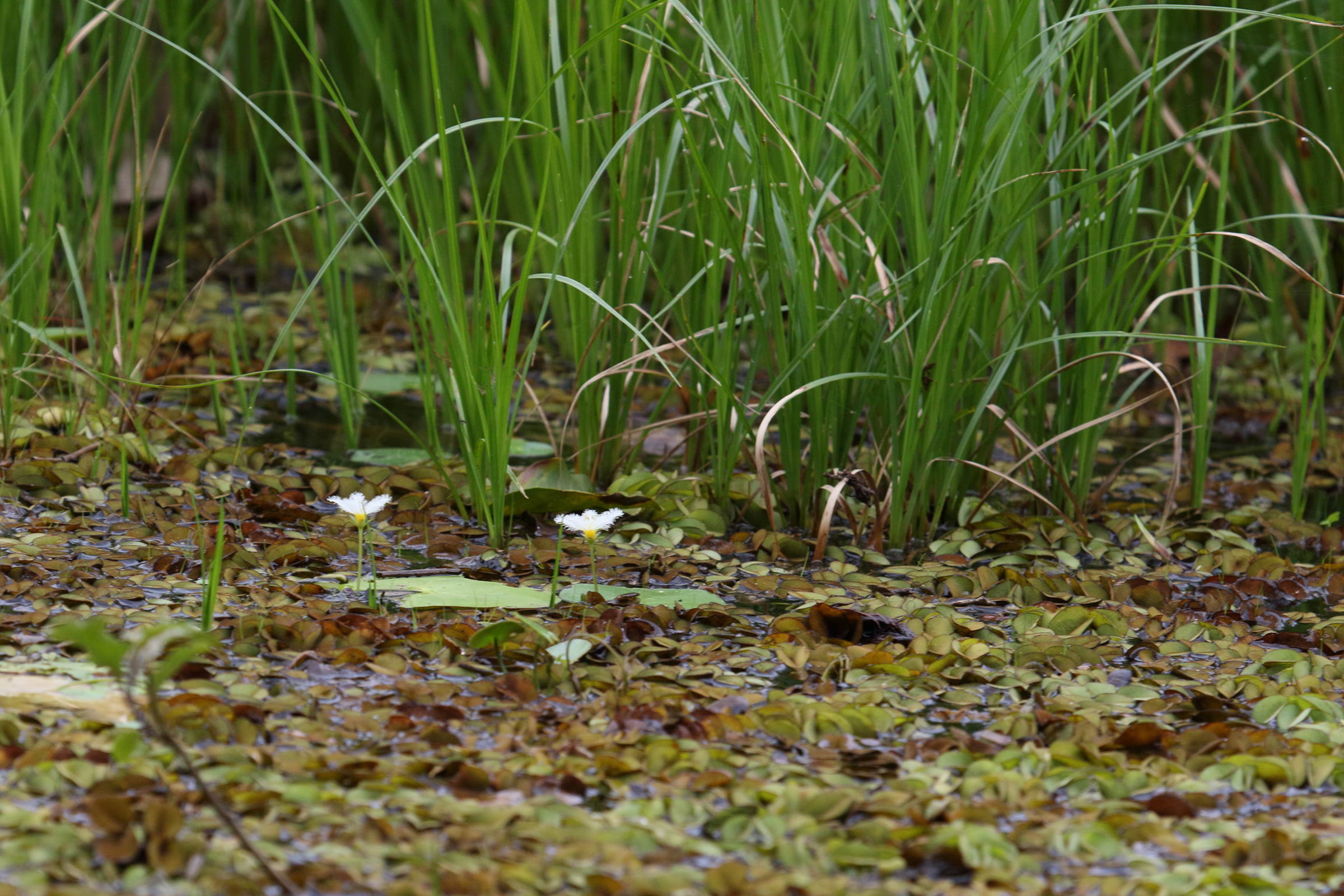 Afficher le média nymphoides_indica6md nymphoides_indica6md