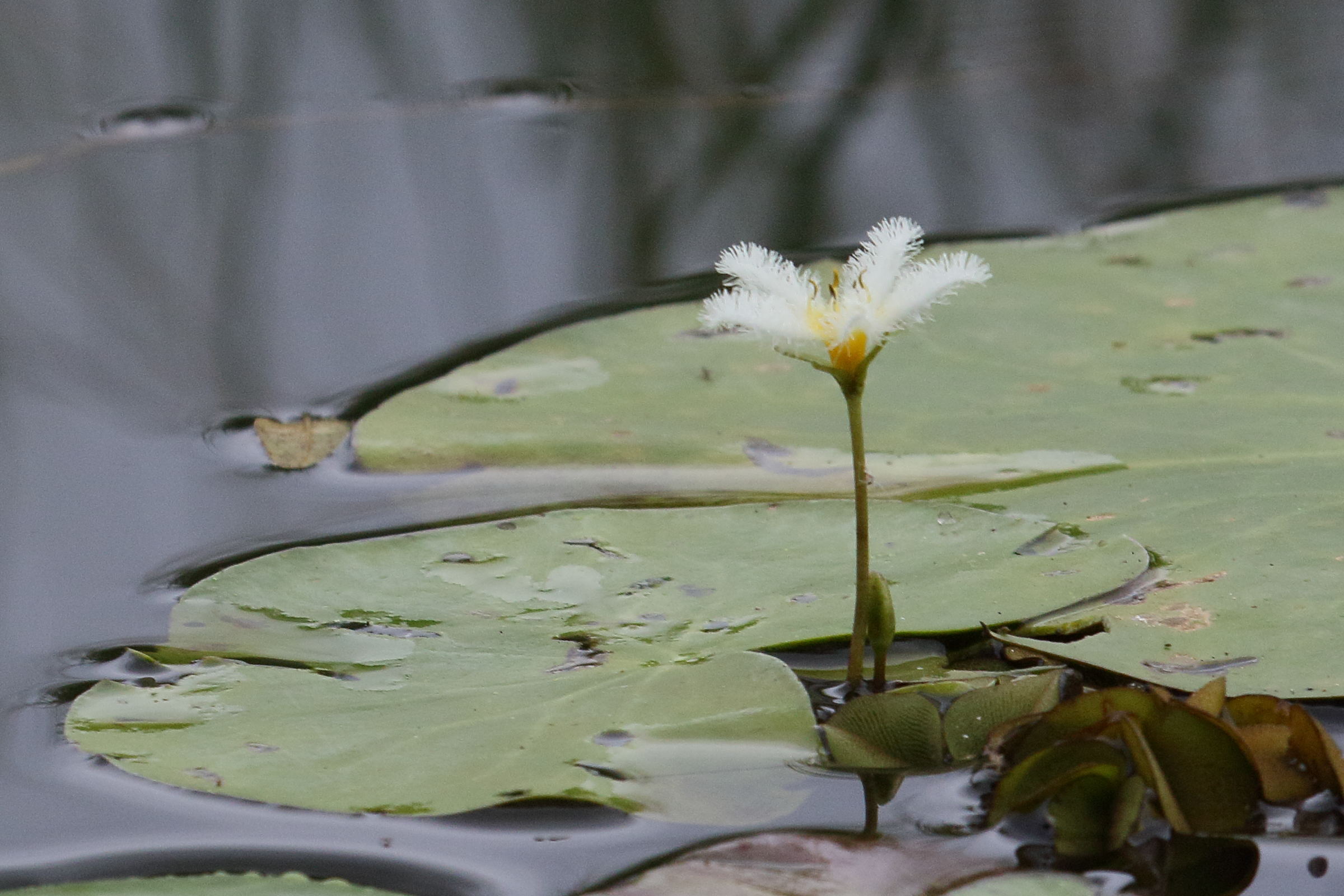 Afficher le média nymphoides_indica7md nymphoides_indica7md