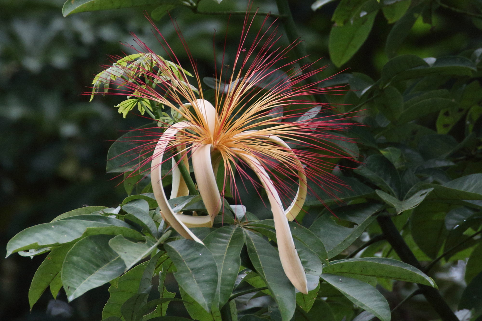 pachira_aquatica11bd