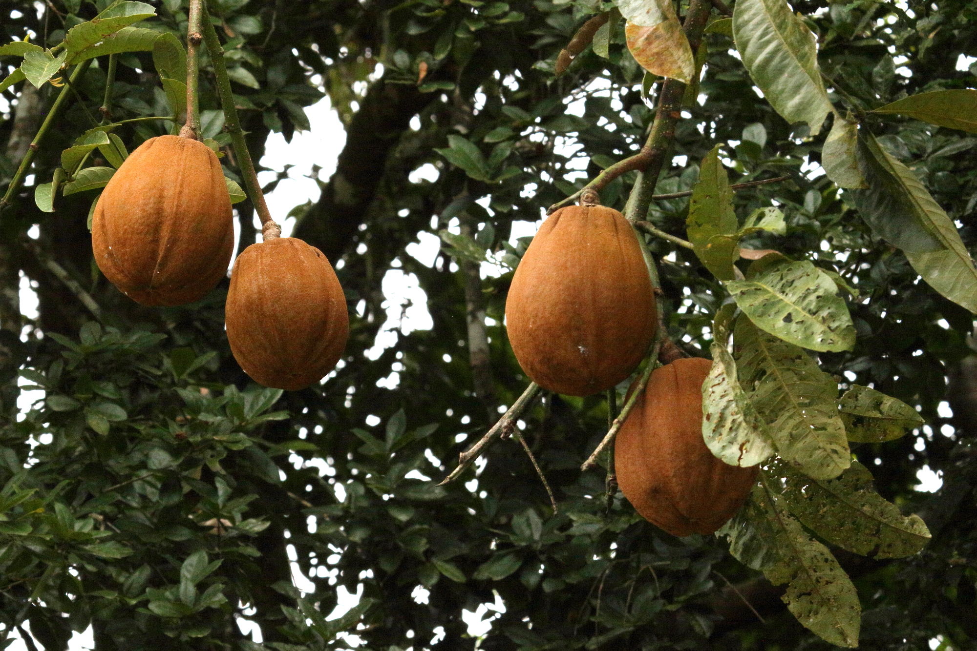 pachira_aquatica12md