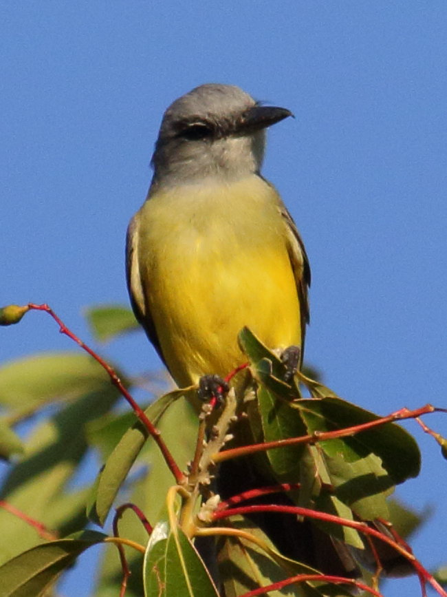 tyran_melancolique_-_tyrannus_melancholicus1bd