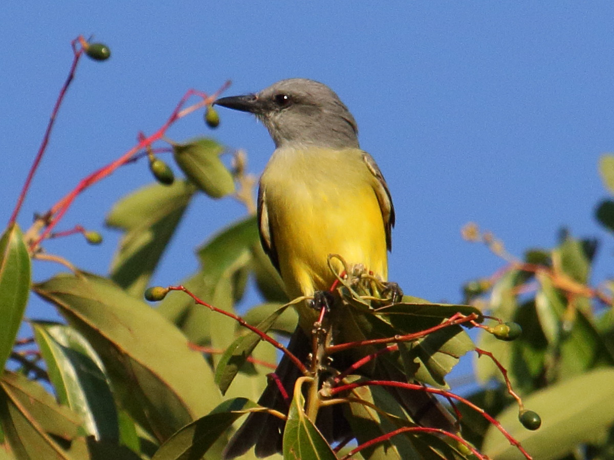 tyran_melancolique_-_tyrannus_melancholicus2bd