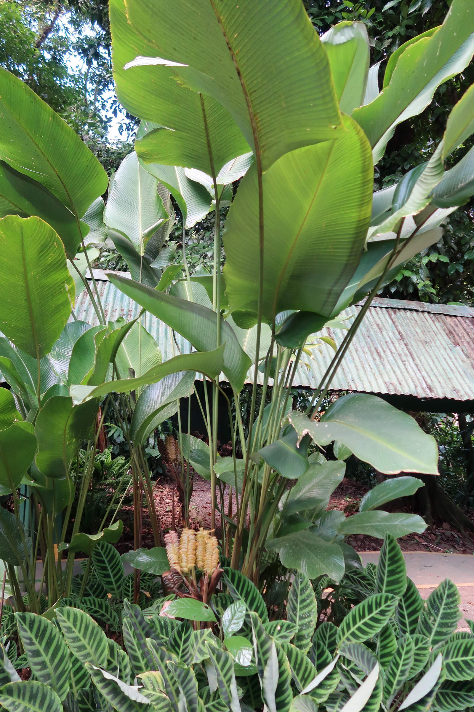 calathea_crotalifera3md