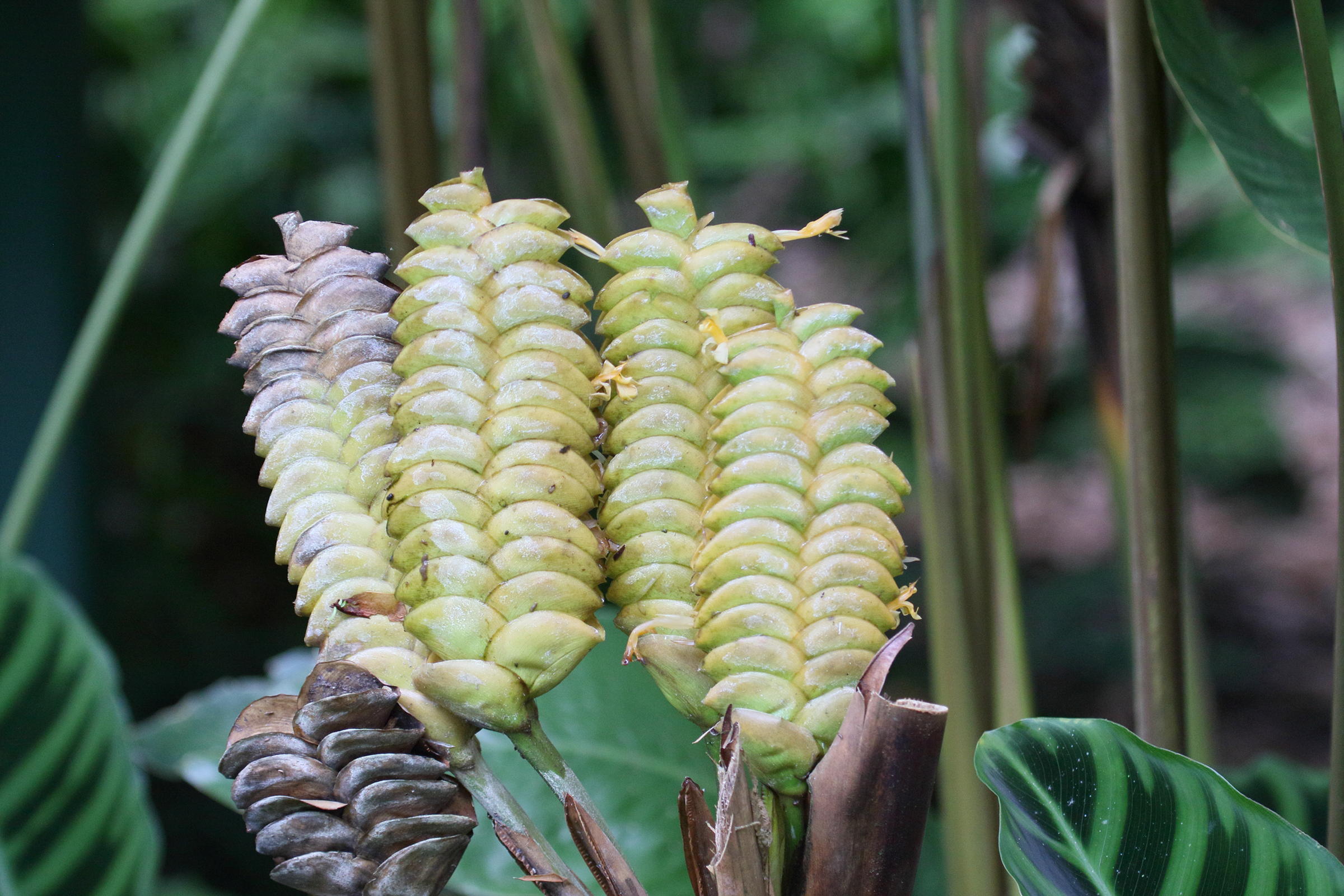 calathea_crotalifera4md
