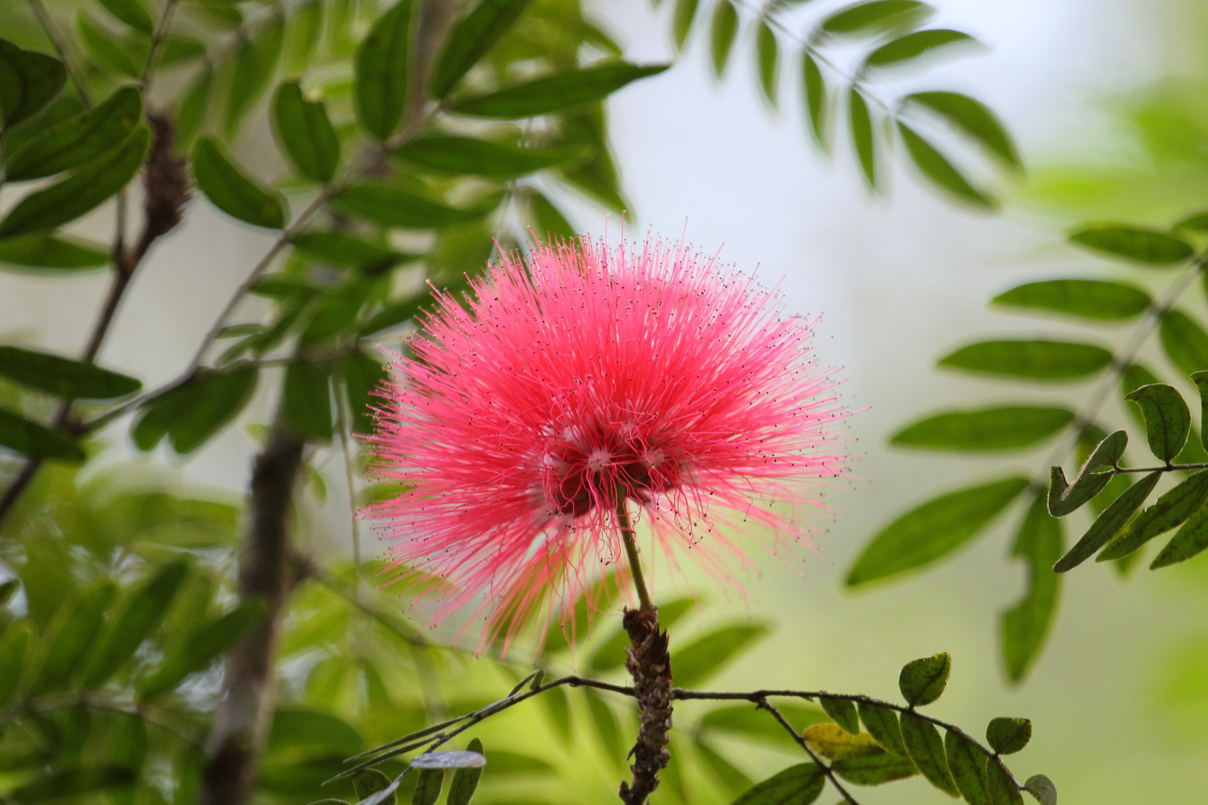 Afficher le média calliandra_surinamensis6md calliandra_surinamensis6md