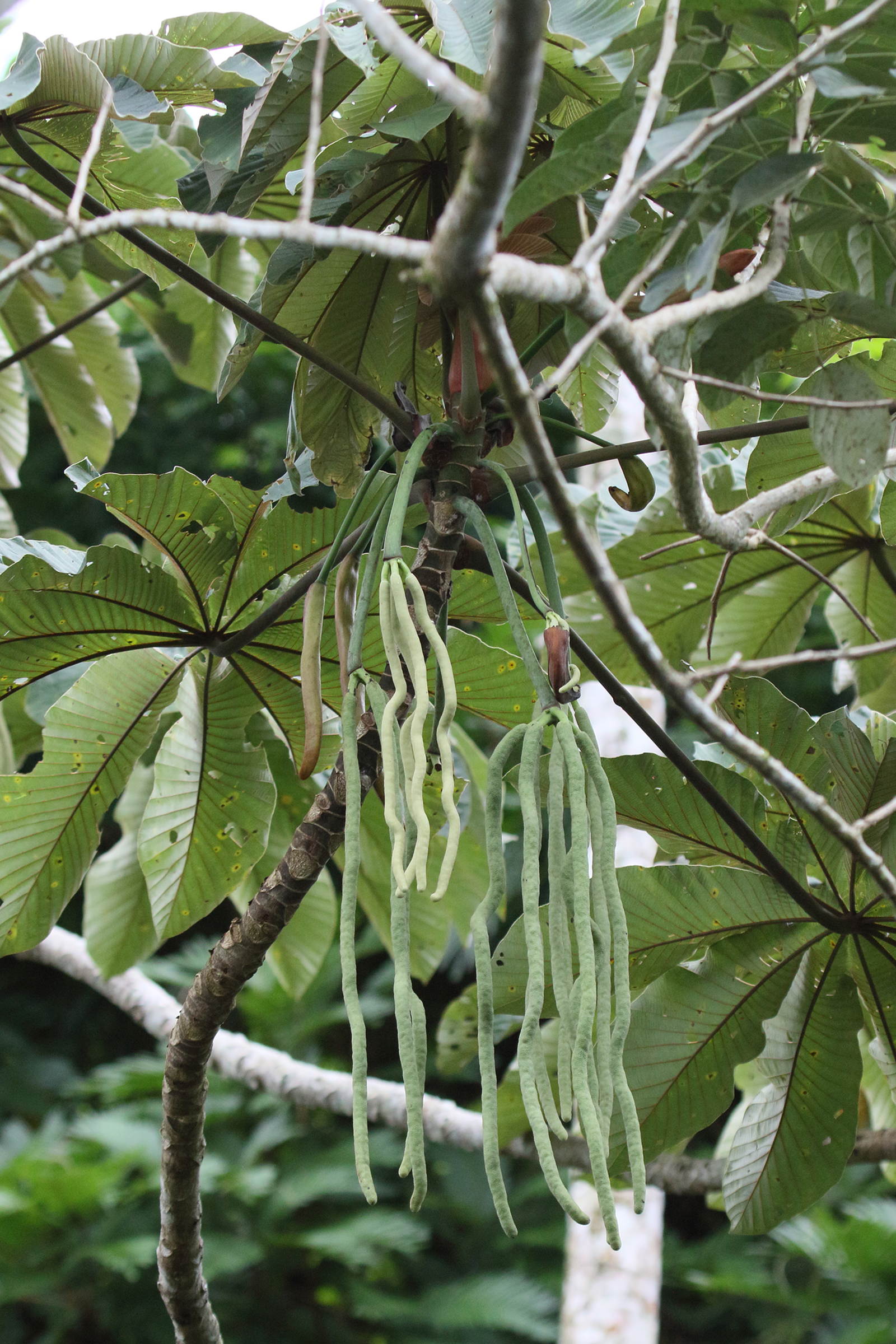 cecropia_obtusifolia6md