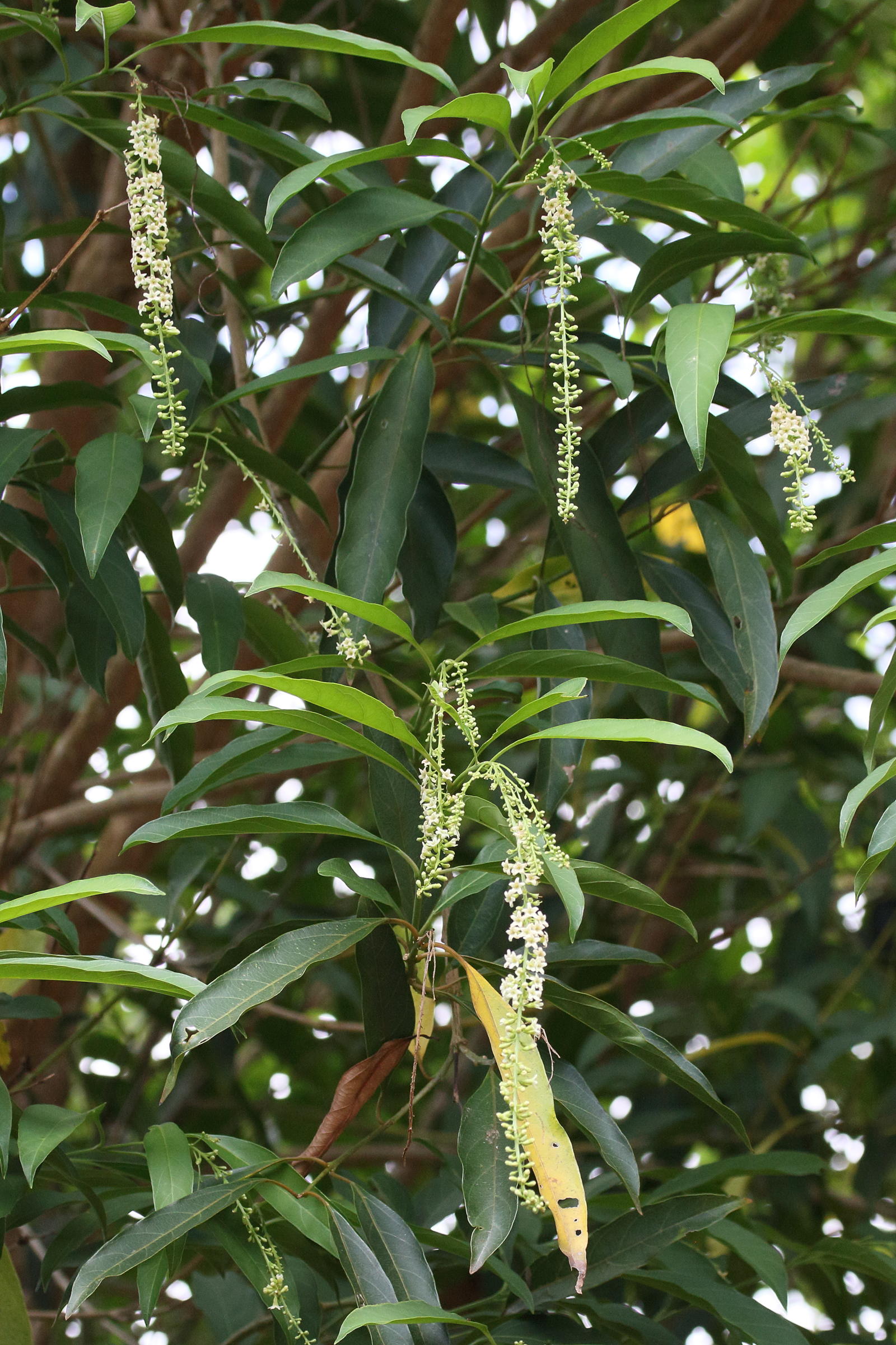 citharexylum_donnell-smithii5md