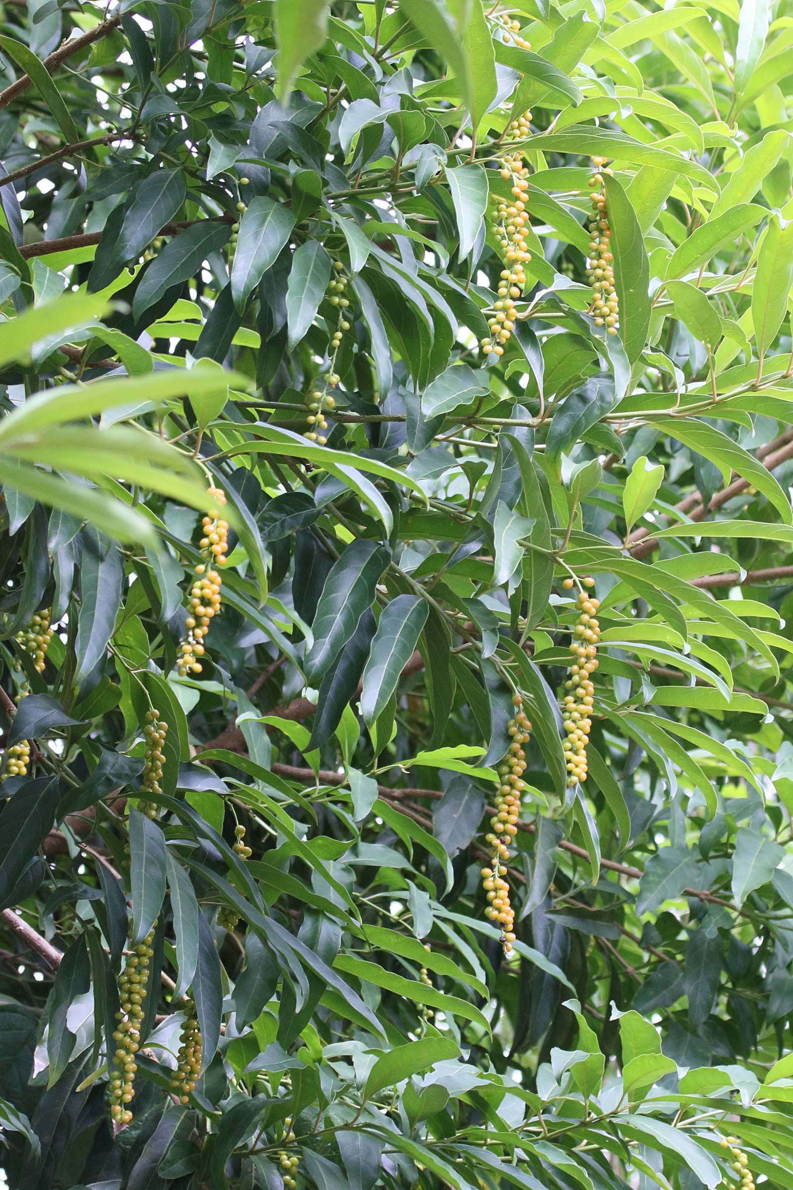 citharexylum_donnelle-smithii7md