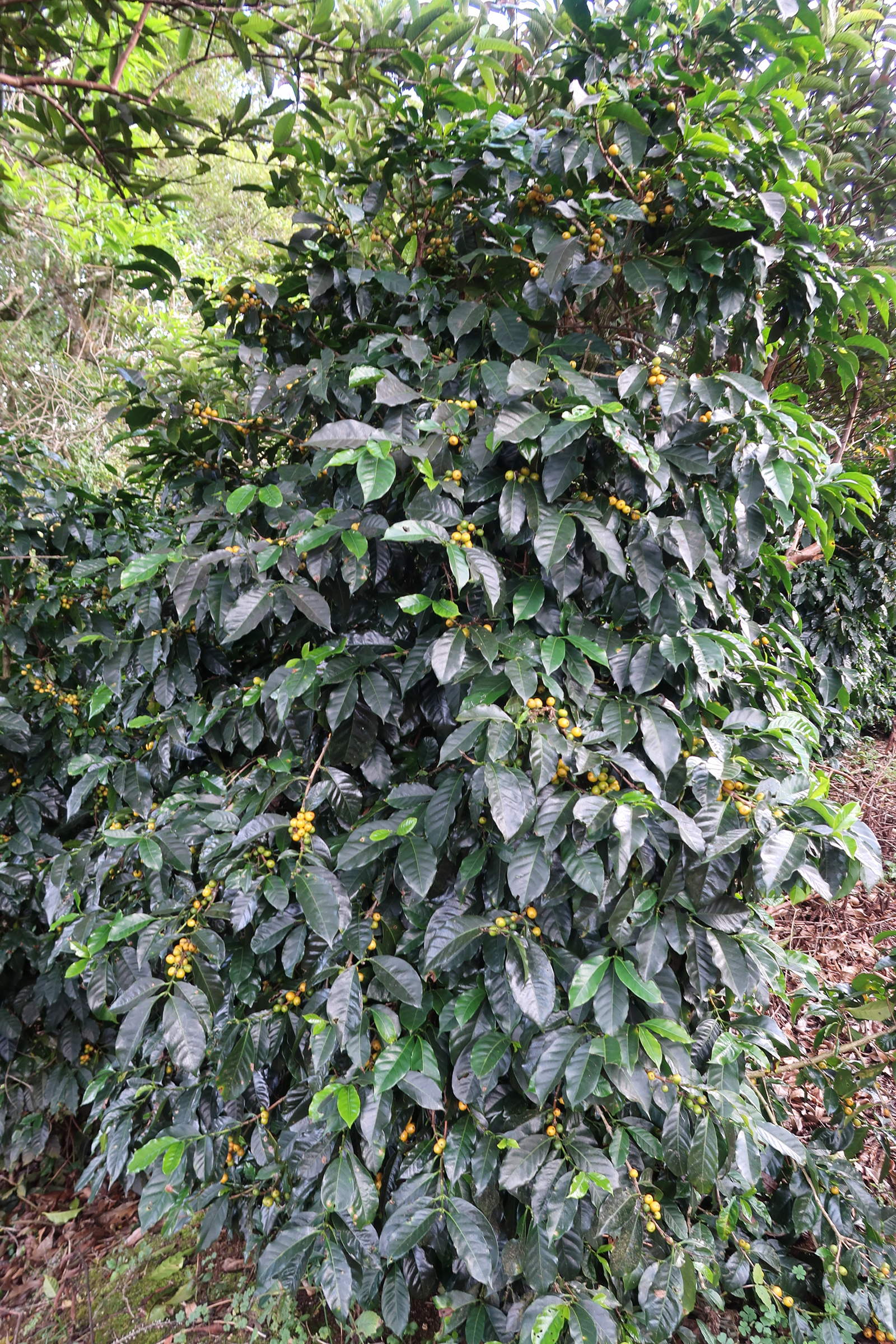 coffea_arabica7md