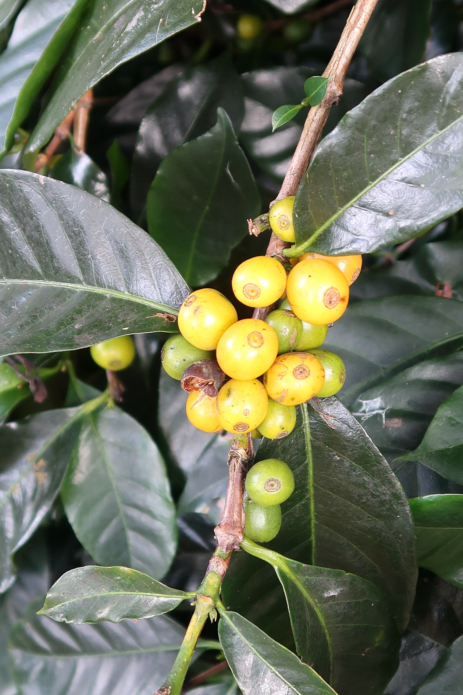 coffea_arabica8md