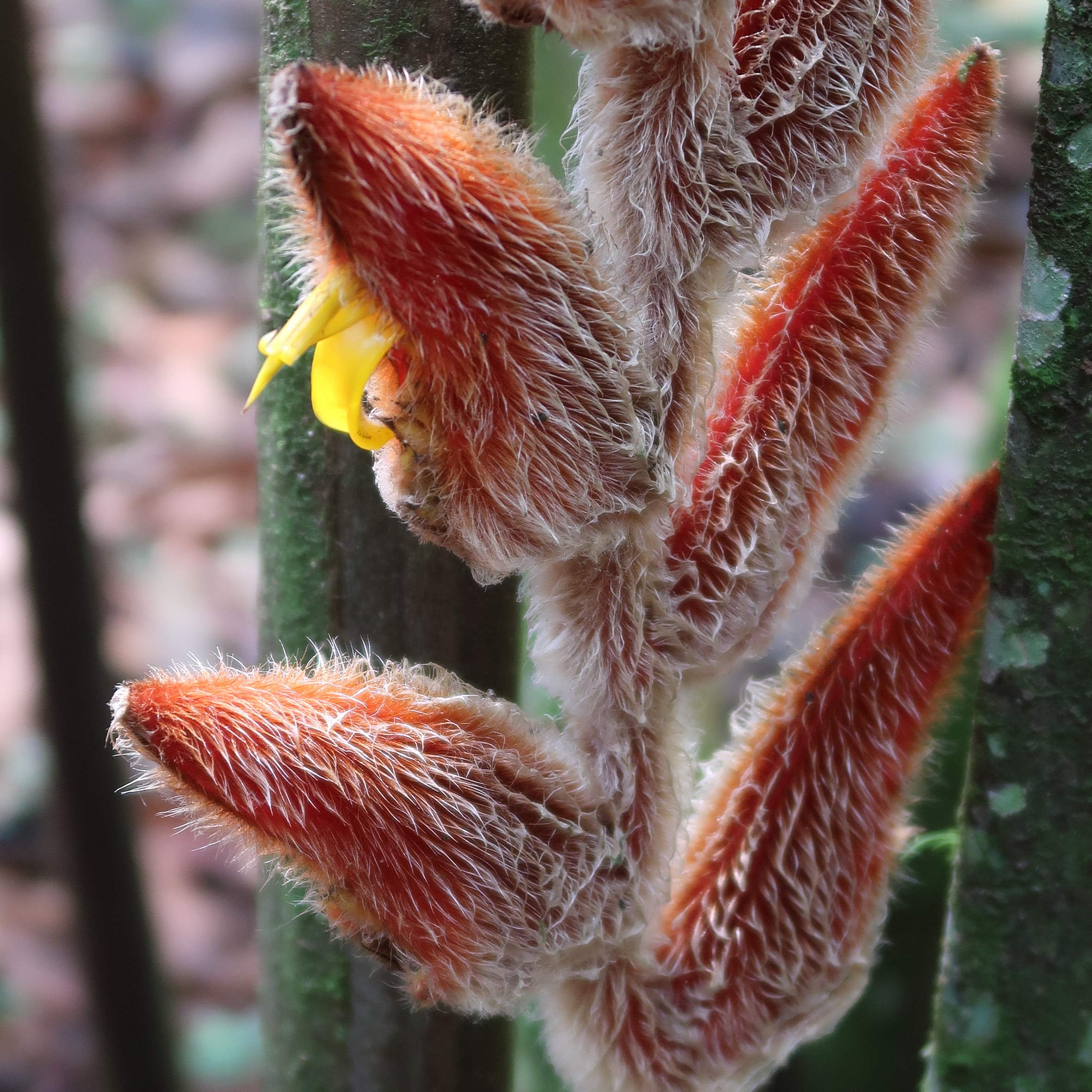 heliconia_danielsiana7md