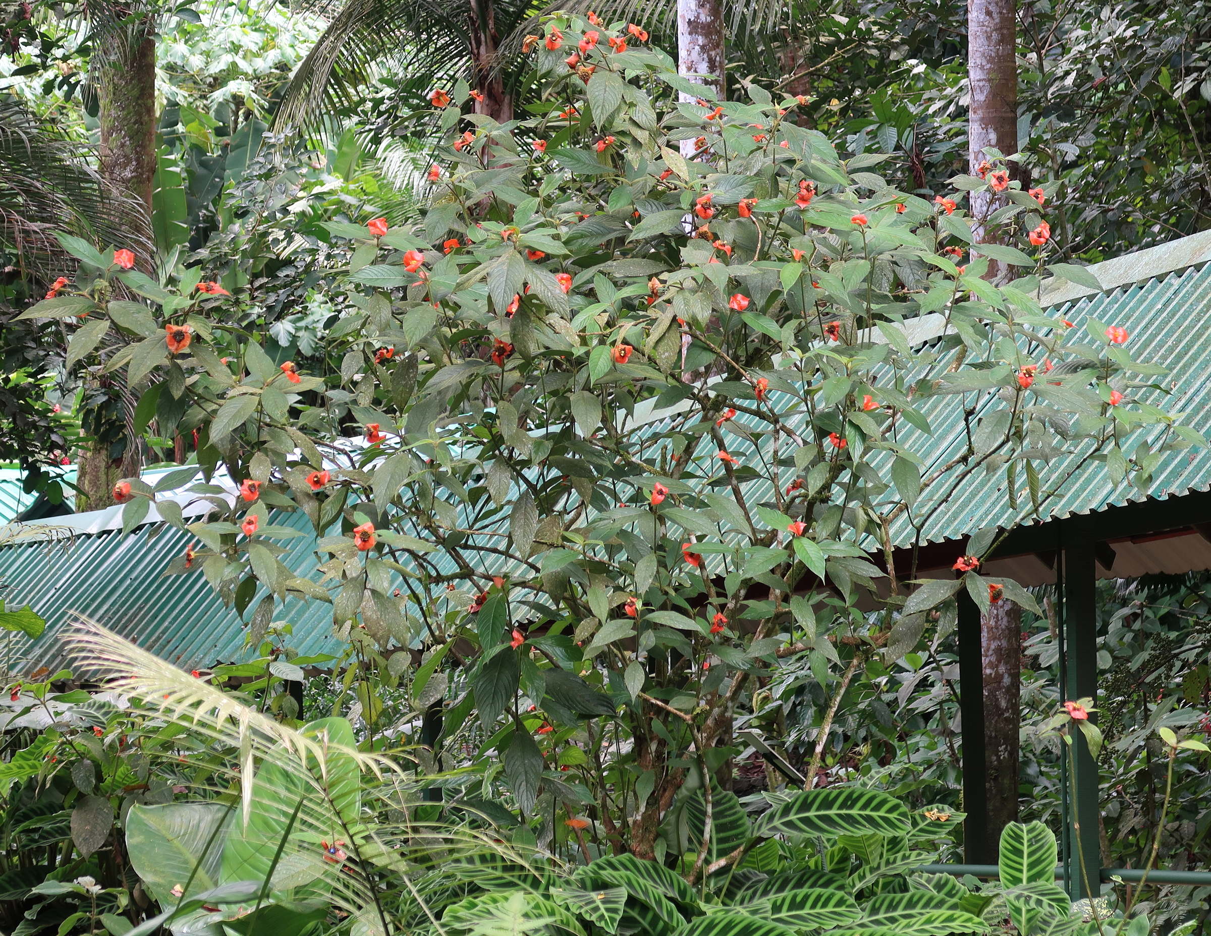 Afficher le média psychotria_poeppigiana5md psychotria_poeppigiana5md