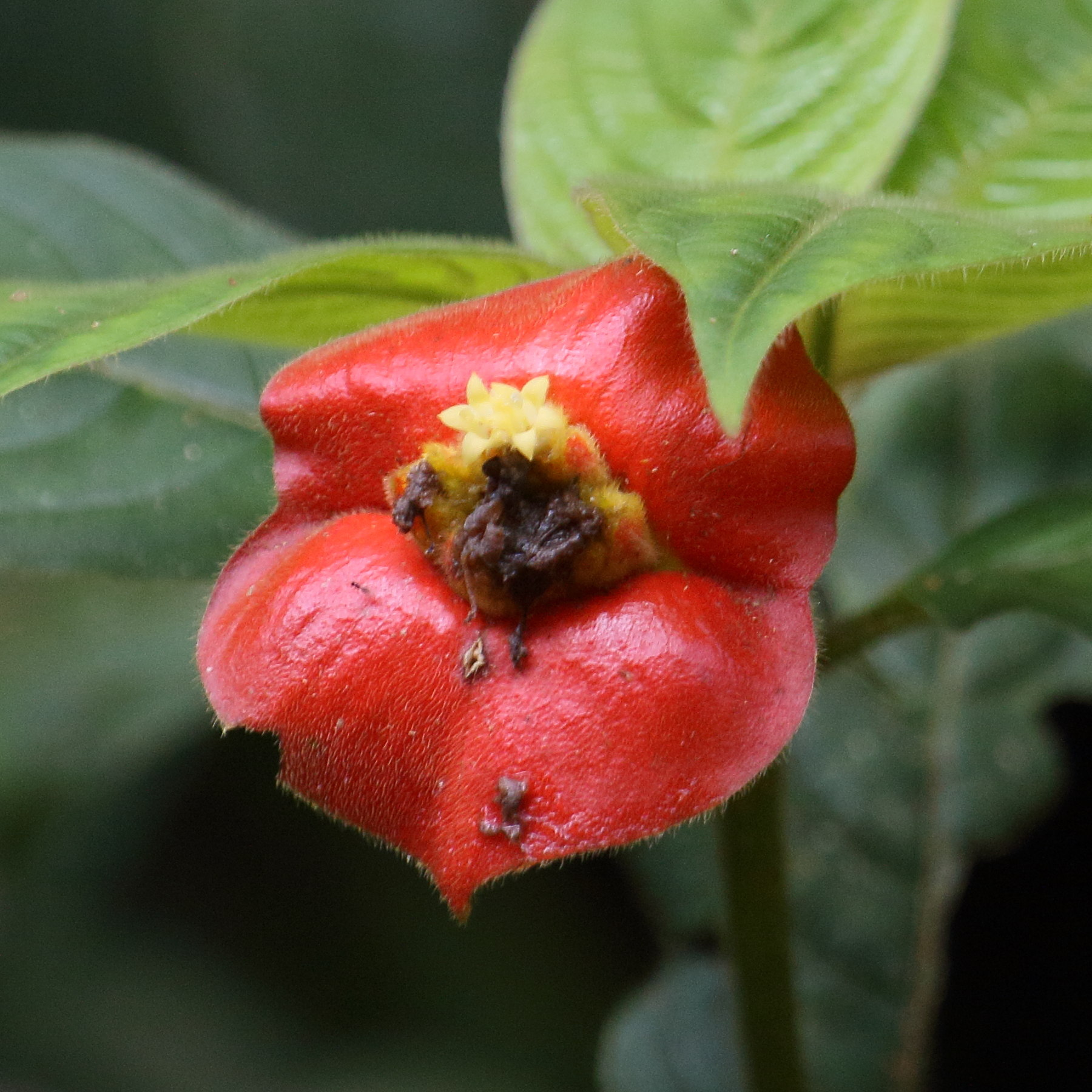 Afficher le média psychotria_poeppigiana7md psychotria_poeppigiana7md