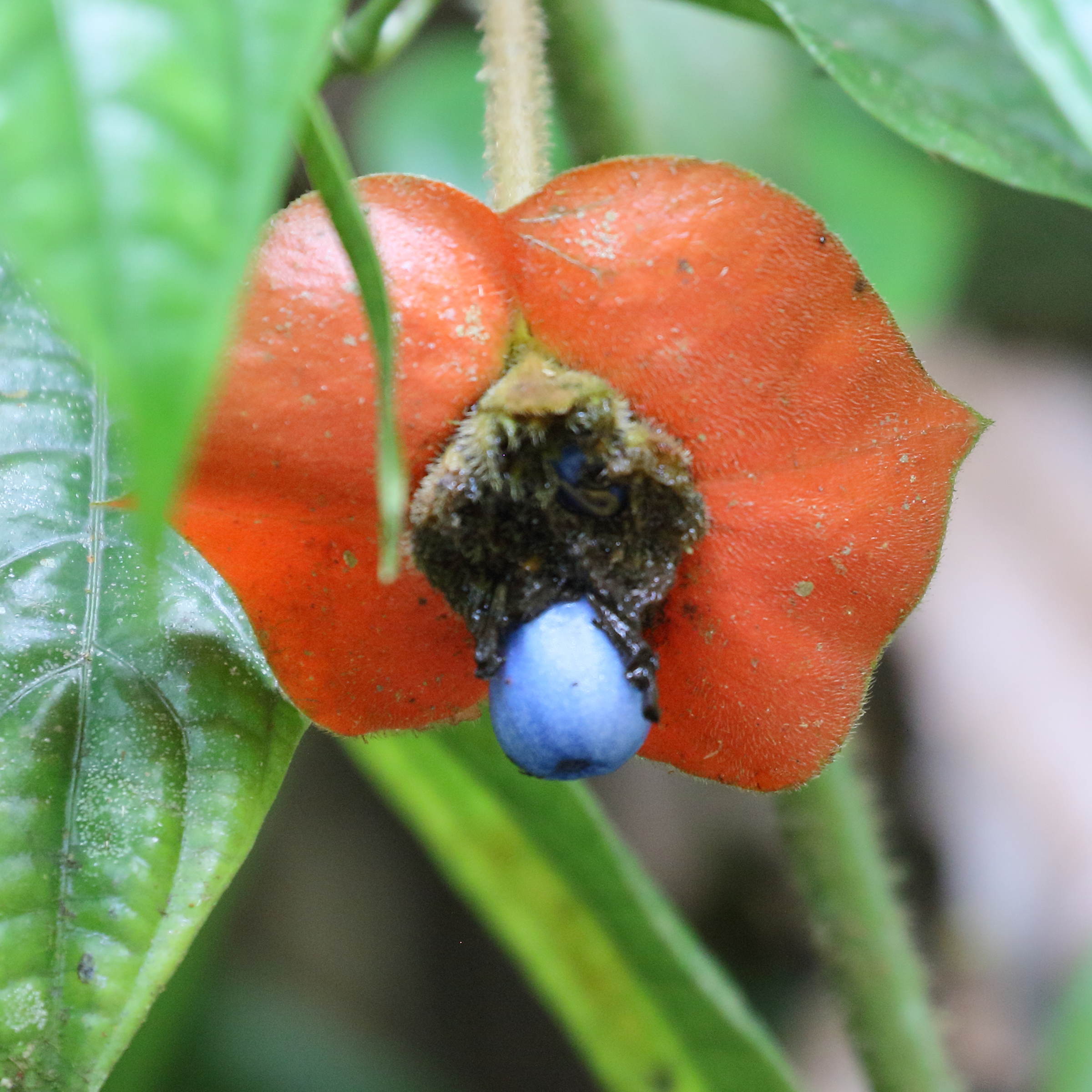 Afficher le média psychotria_poeppigiana8bd psychotria_poeppigiana8bd