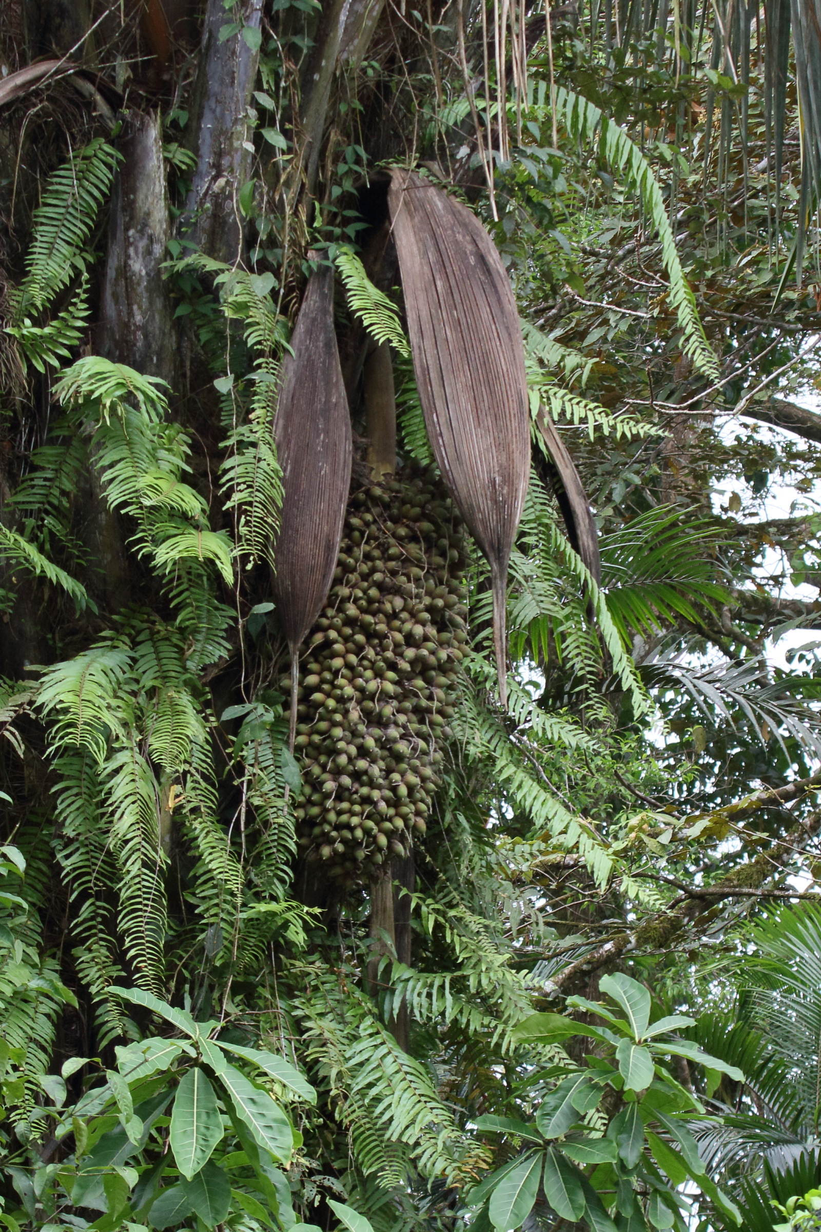raphia_taedigera7md