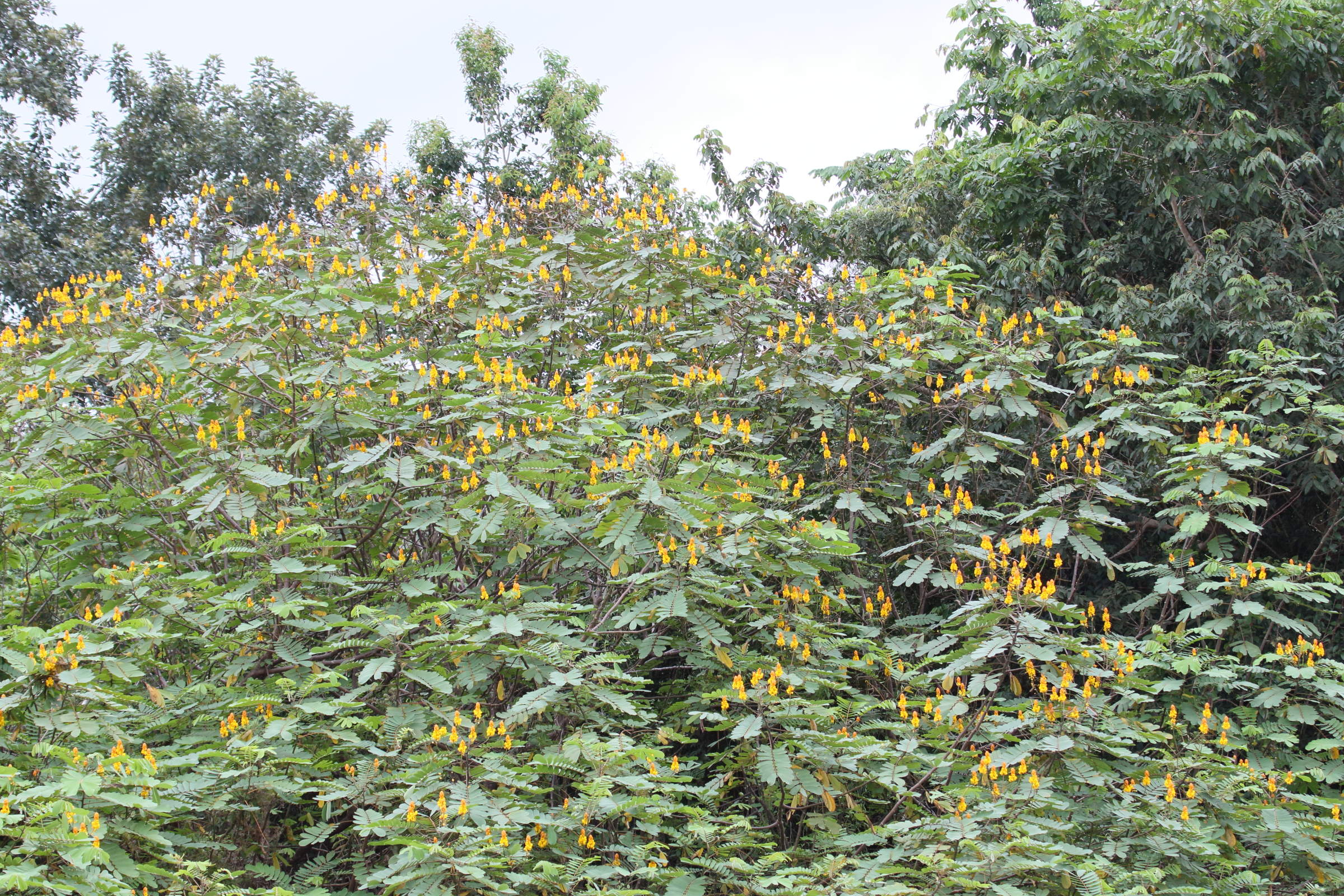 senna_reticulata4md