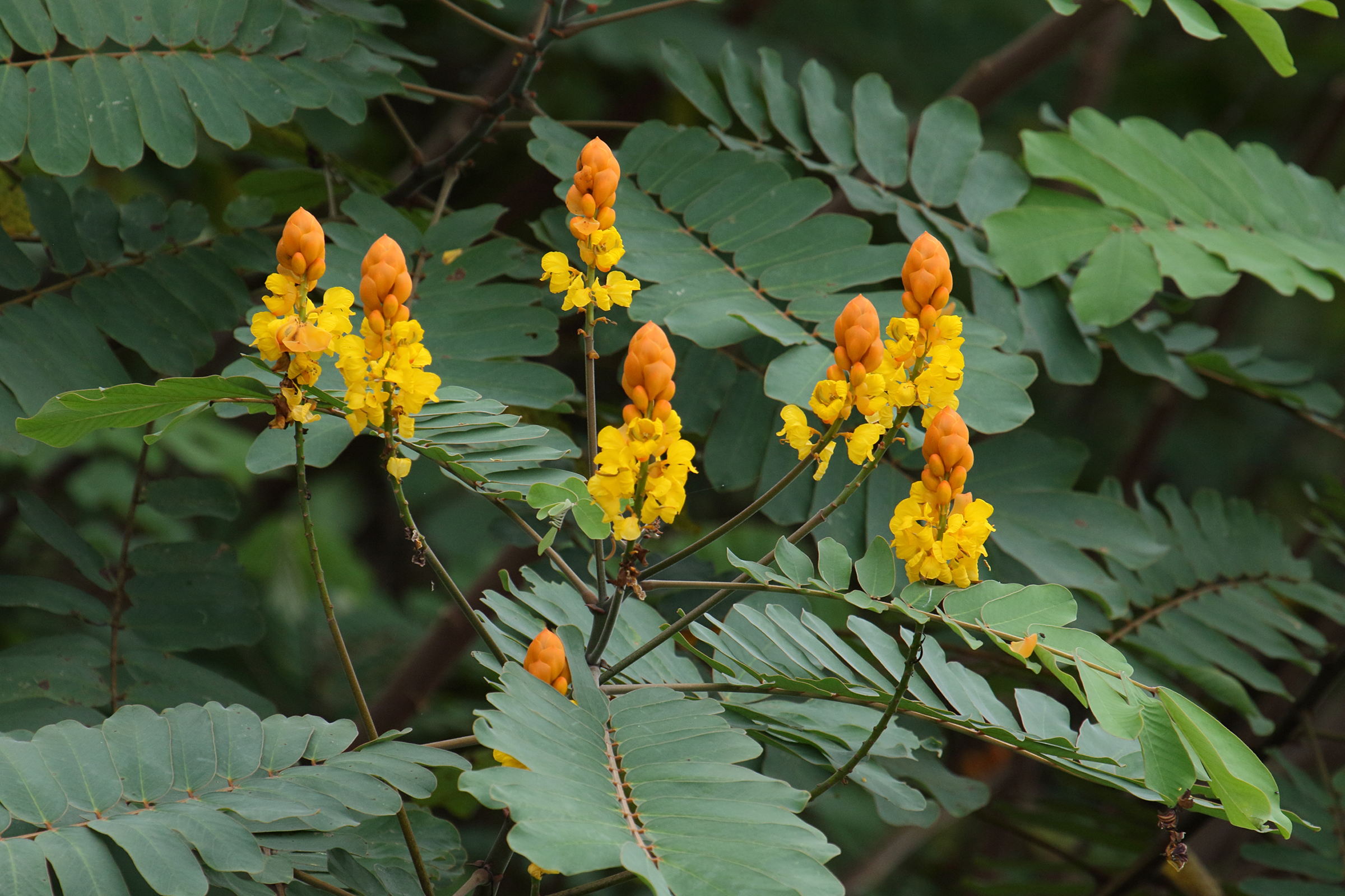 senna_reticulata5md