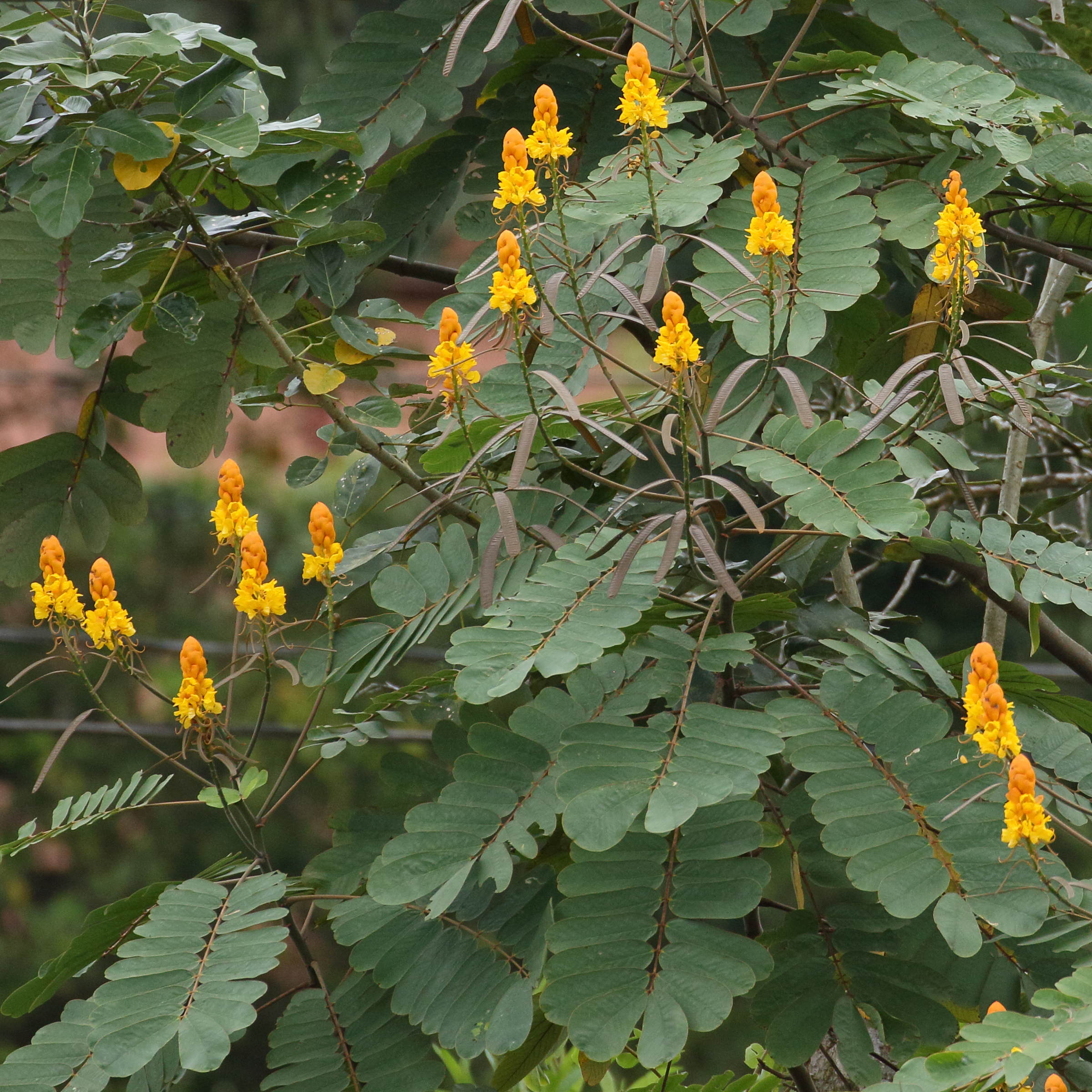 senna_reticulata6bd
