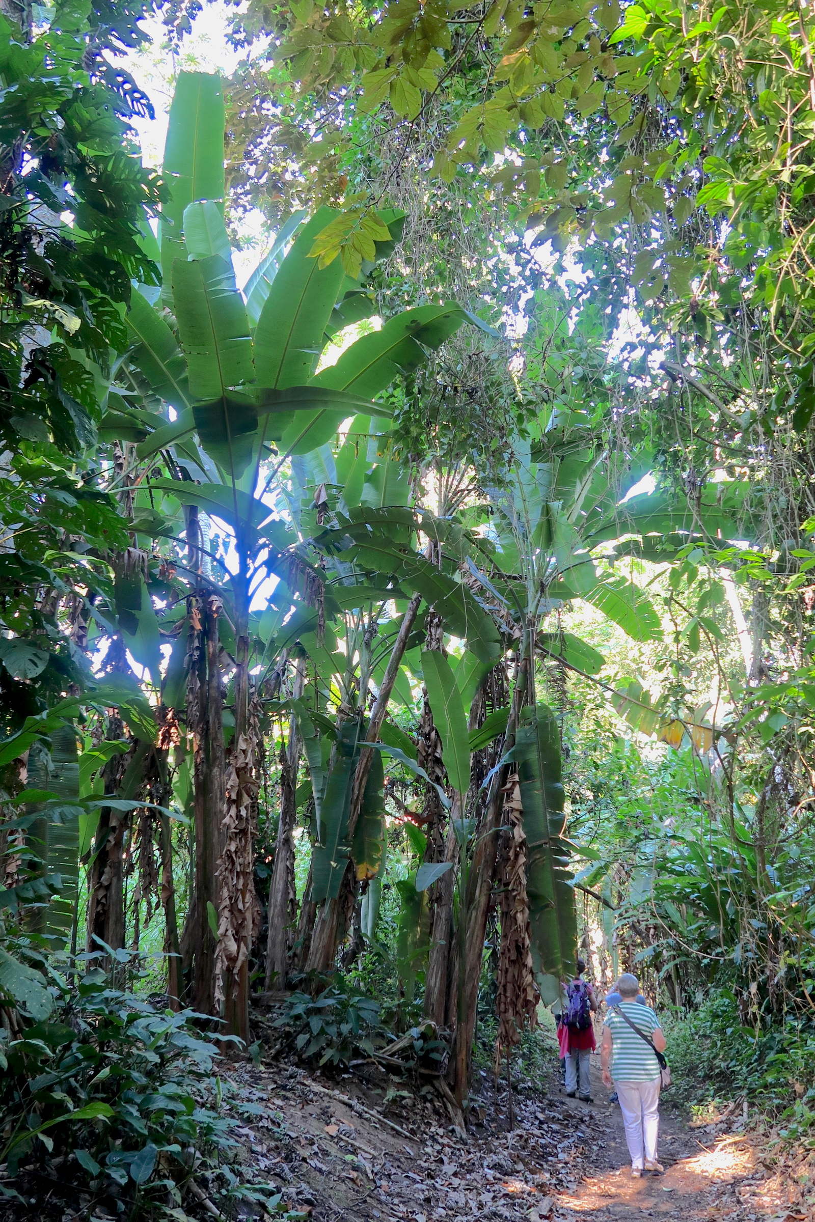 musa_acuminata1md