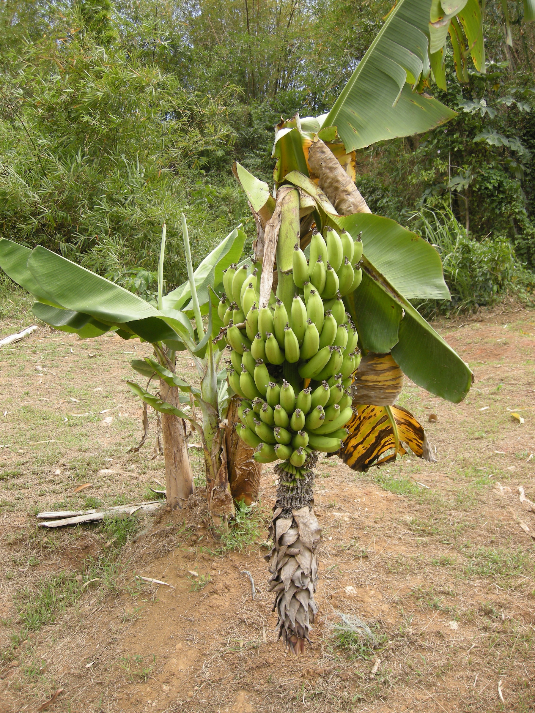 musa_acuminata_cavendish_naine1md