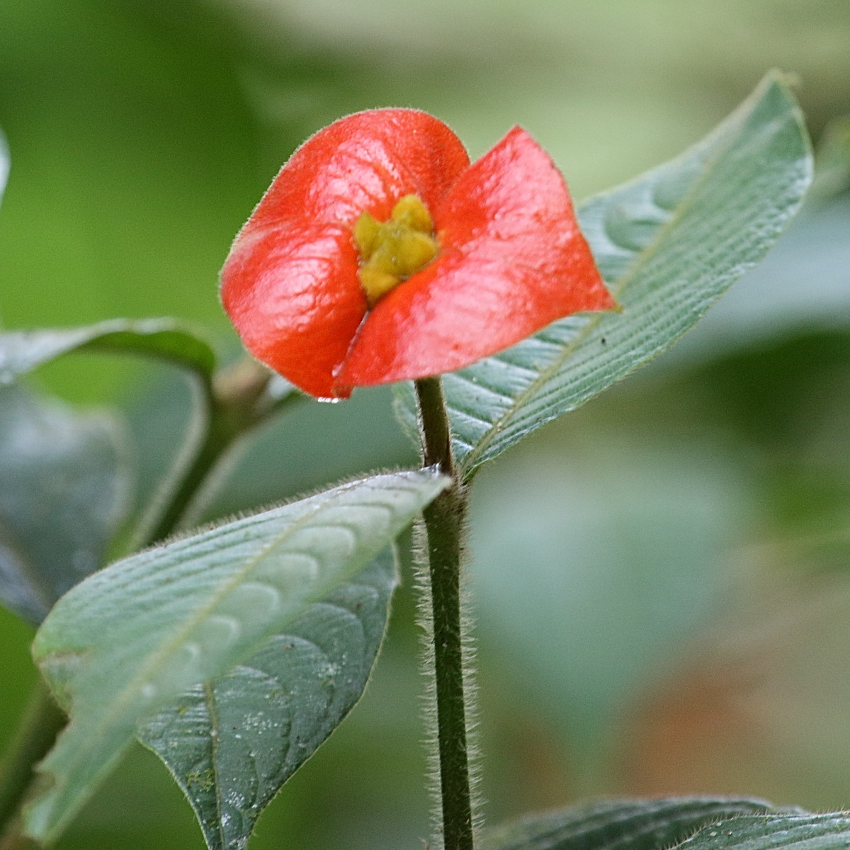 Afficher le média psychotria_poeppigiana6md psychotria_poeppigiana6md