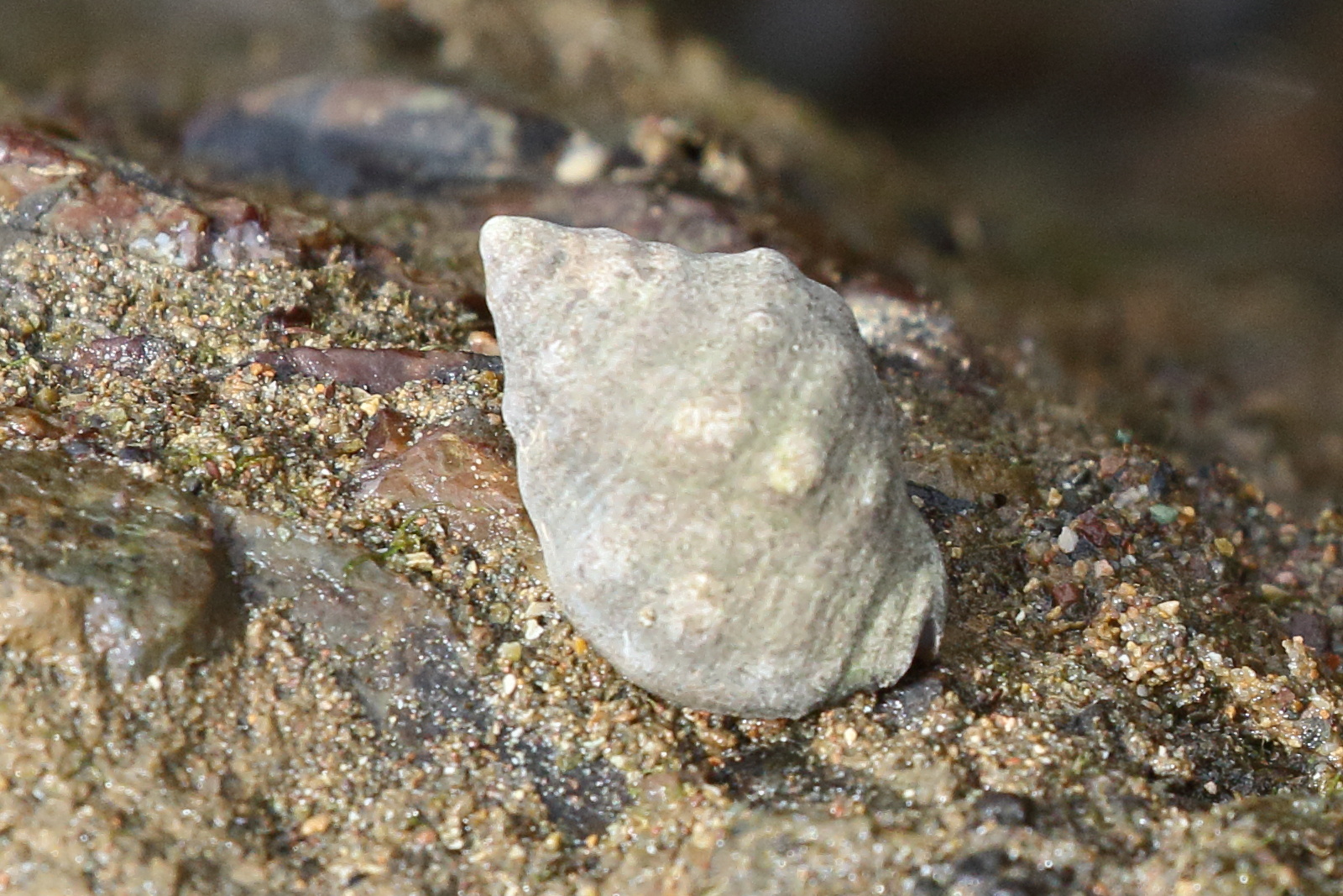 acanthais_brevidentata4bd