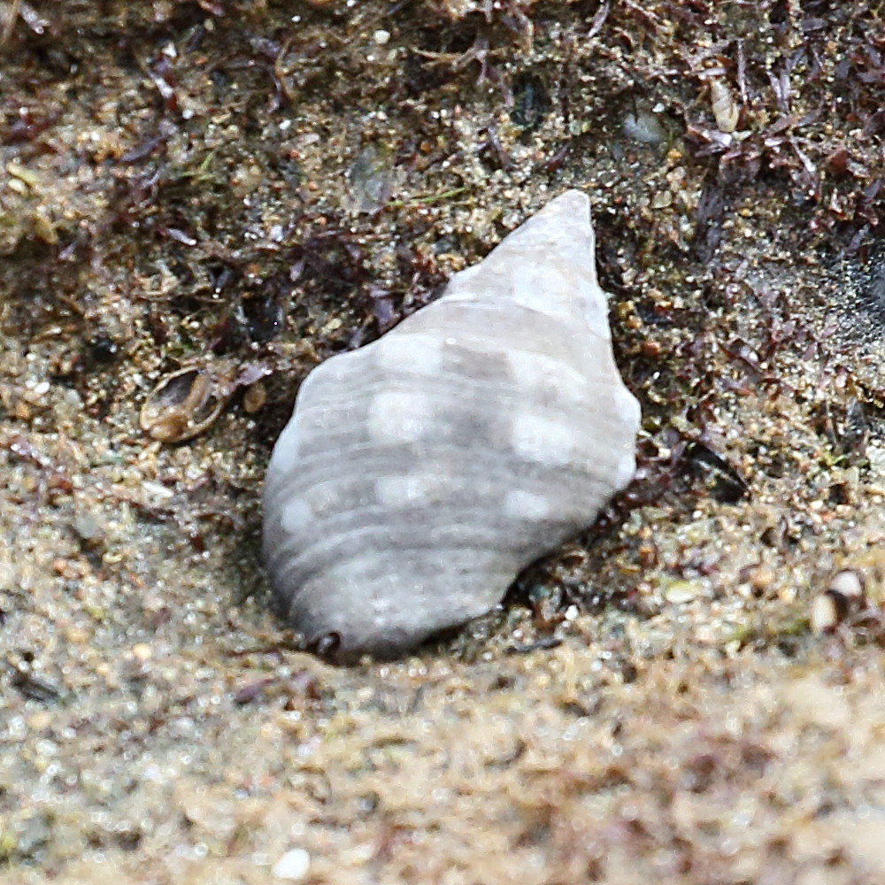 acanthais_brevidentata5bd