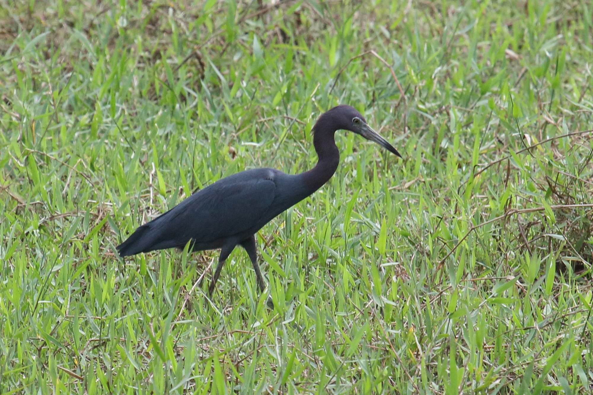 aigrette_bleue_-_egretta_caerulea5md