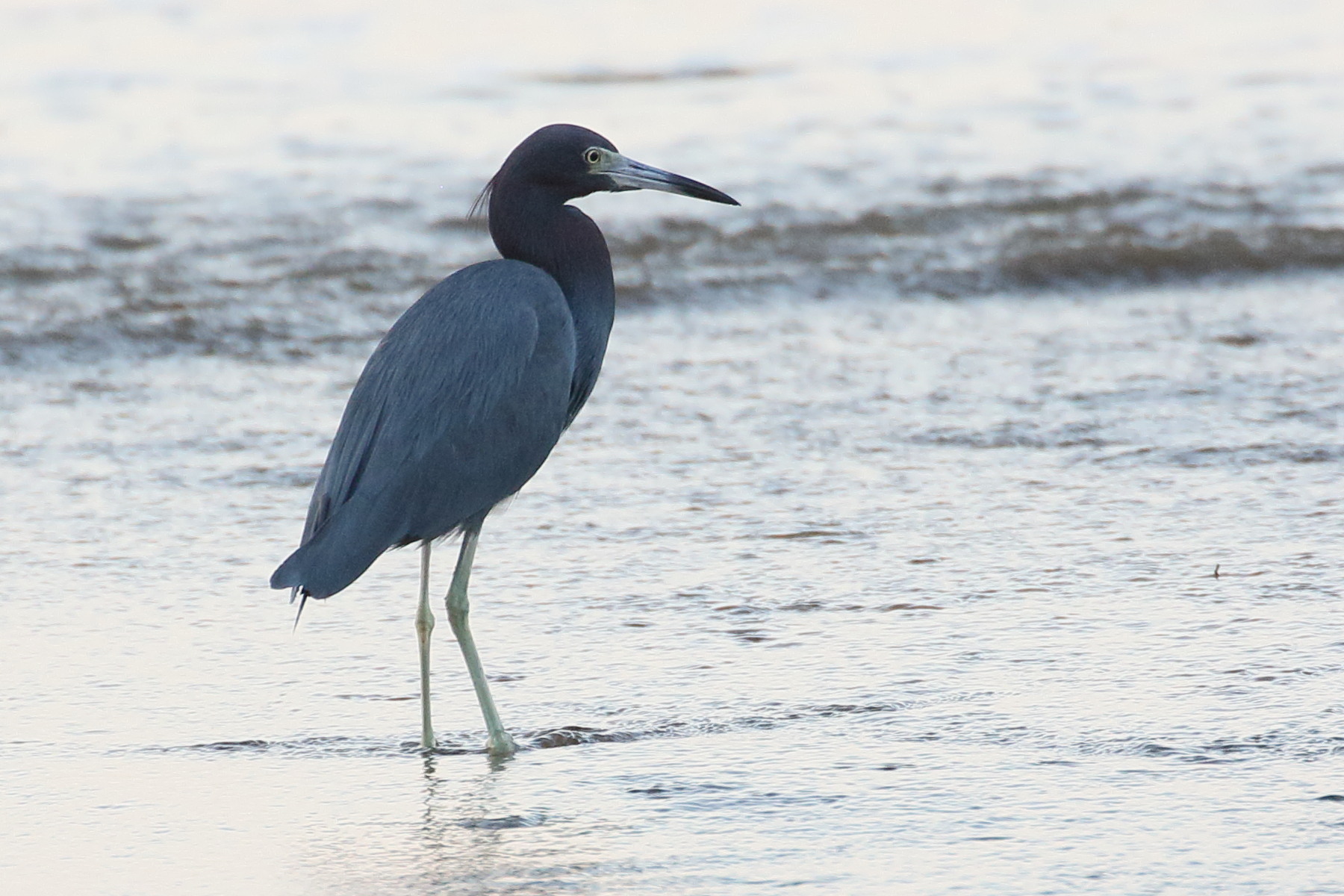 aigrette_bleue_-_egretta_caerulea6bd
