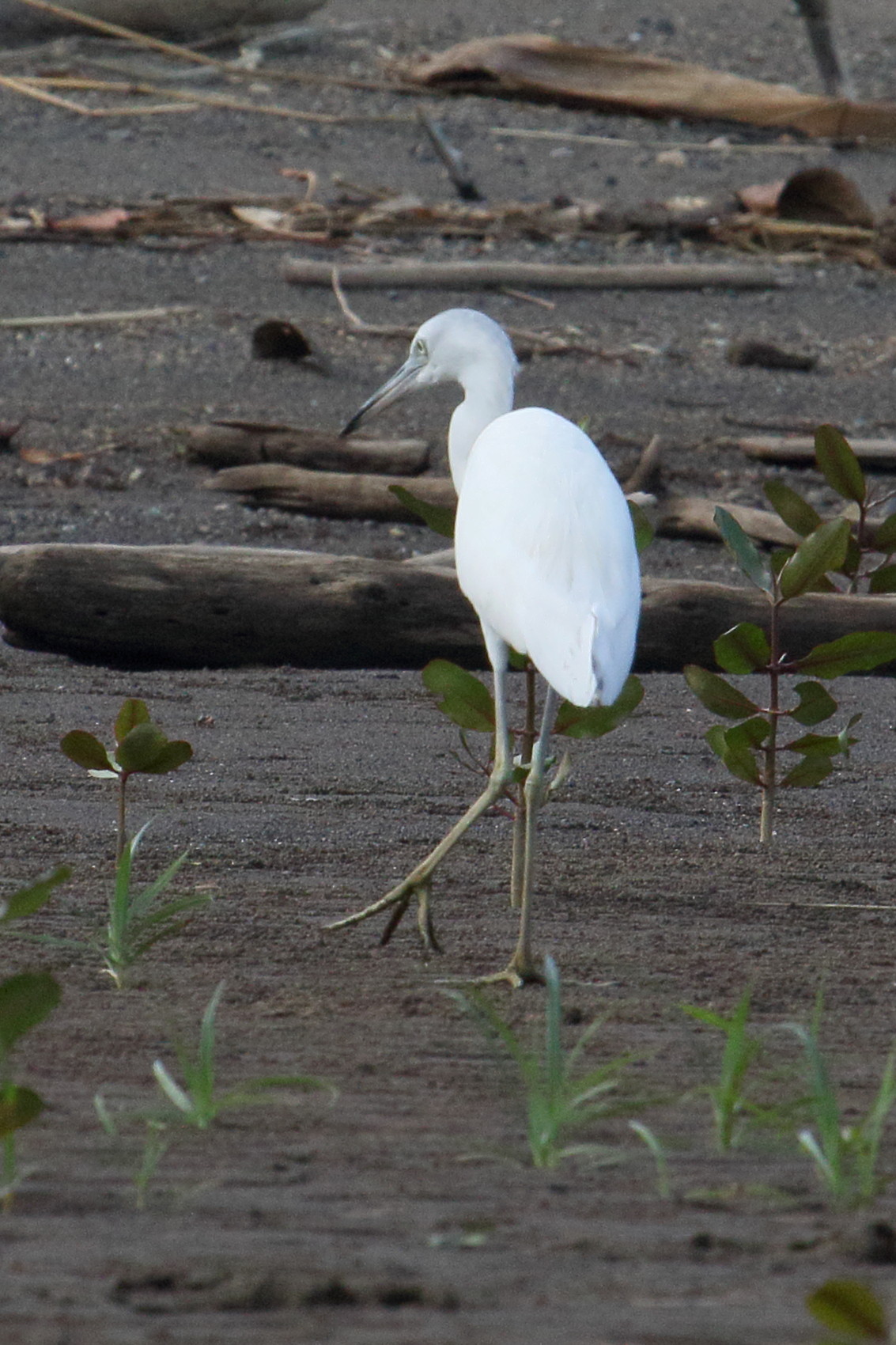 aigrette_bleue_-_egretta_caerulea_juv2md
