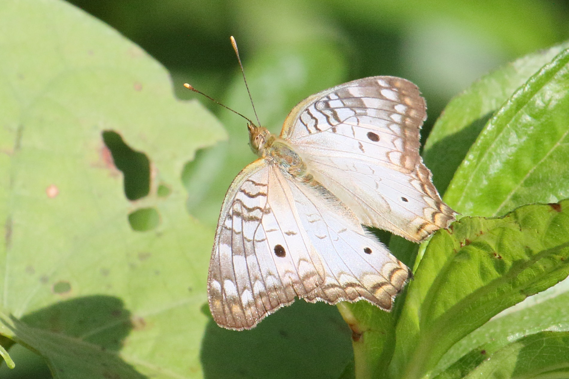 anartia_jatrophae_luteipicta2md