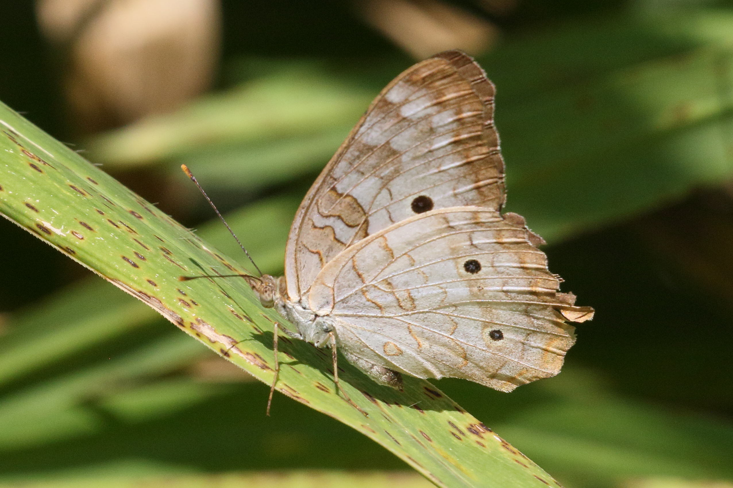 anartia_jatrophae_luteipicta3bd