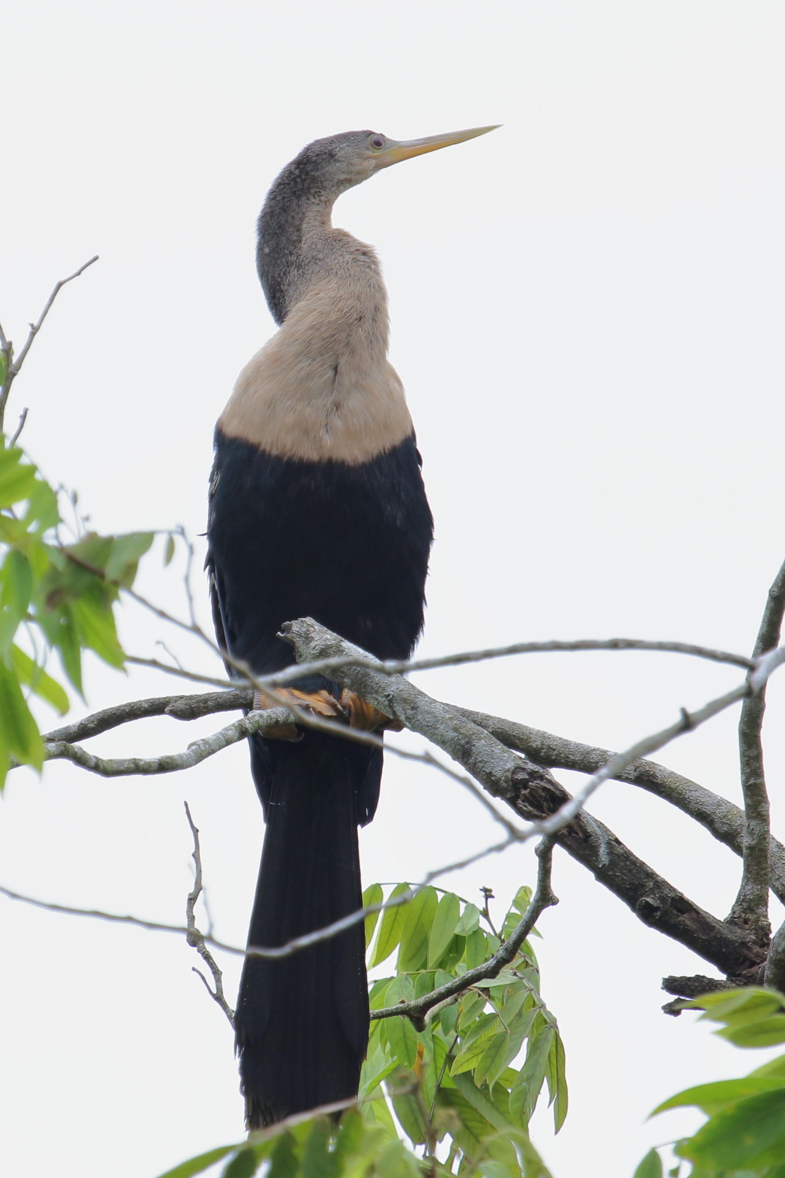 anhinga_d-amerique_-_anhinga_anhinga6md