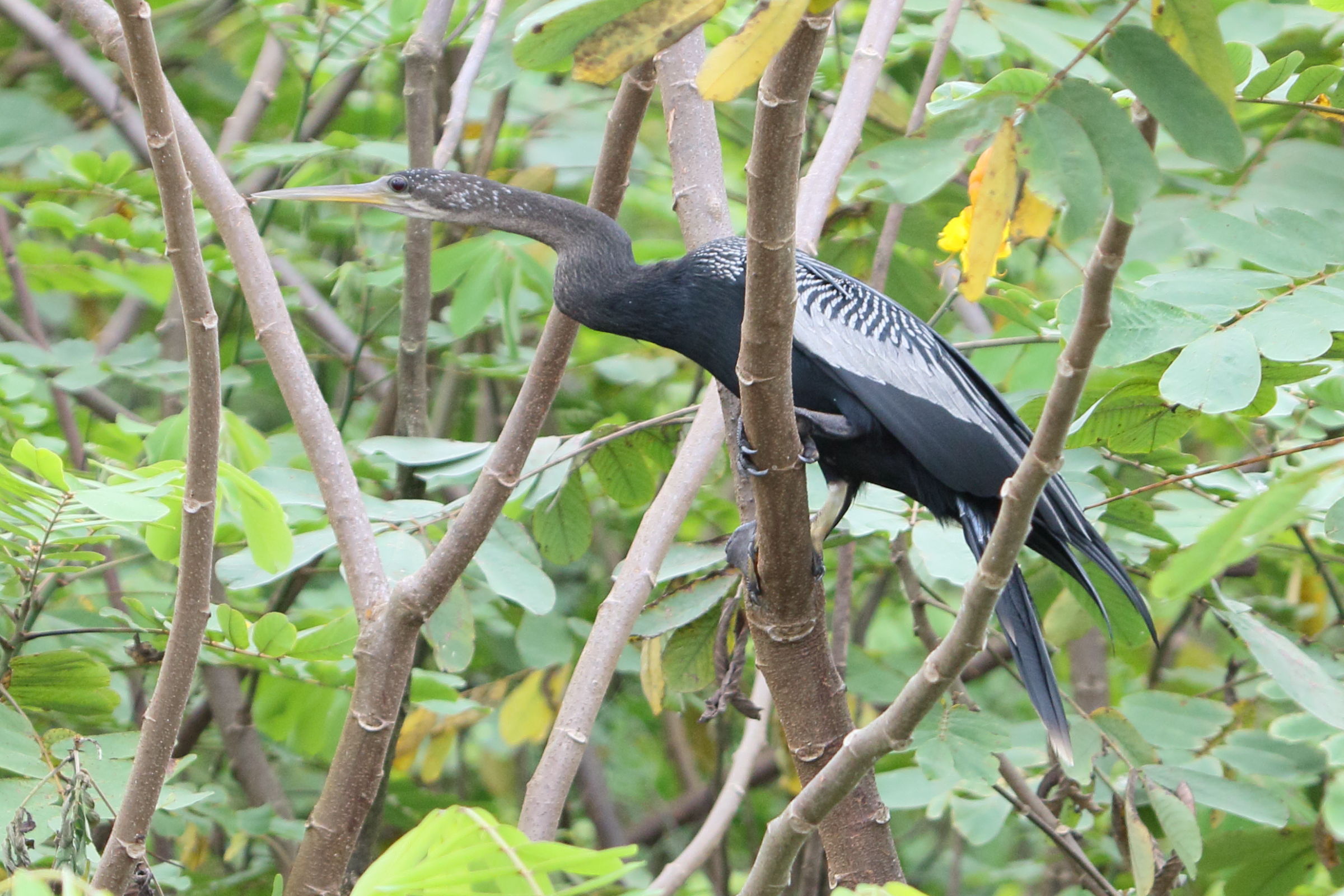 anhinga_d-amerique_-_anhinga_anhinga7md