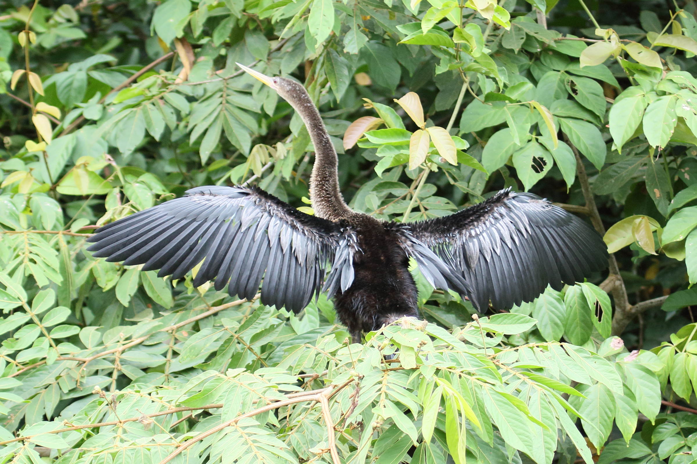 anhinga_d-amerique_-_anhinga_anhinga8md
