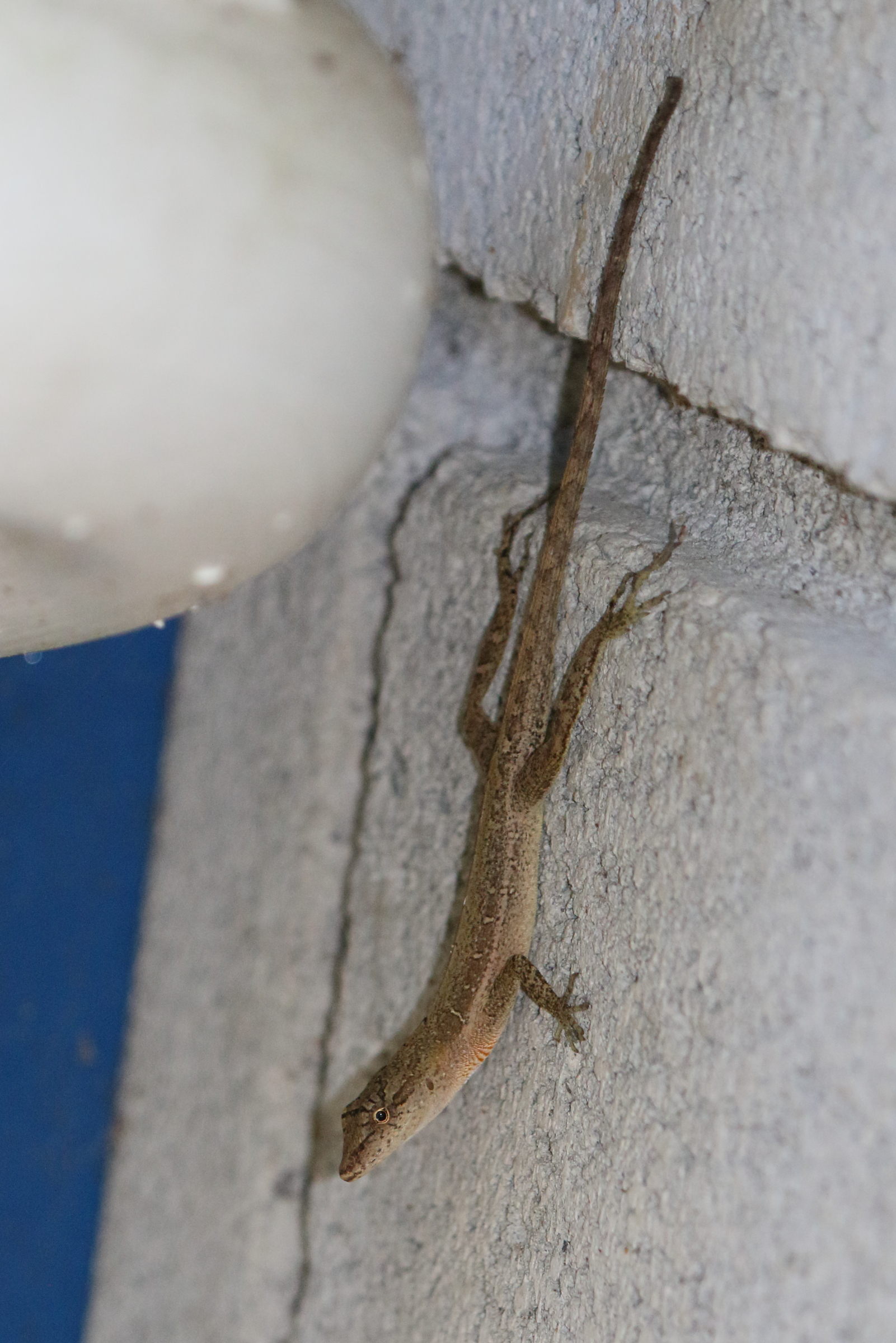 anolis_polylepis3md