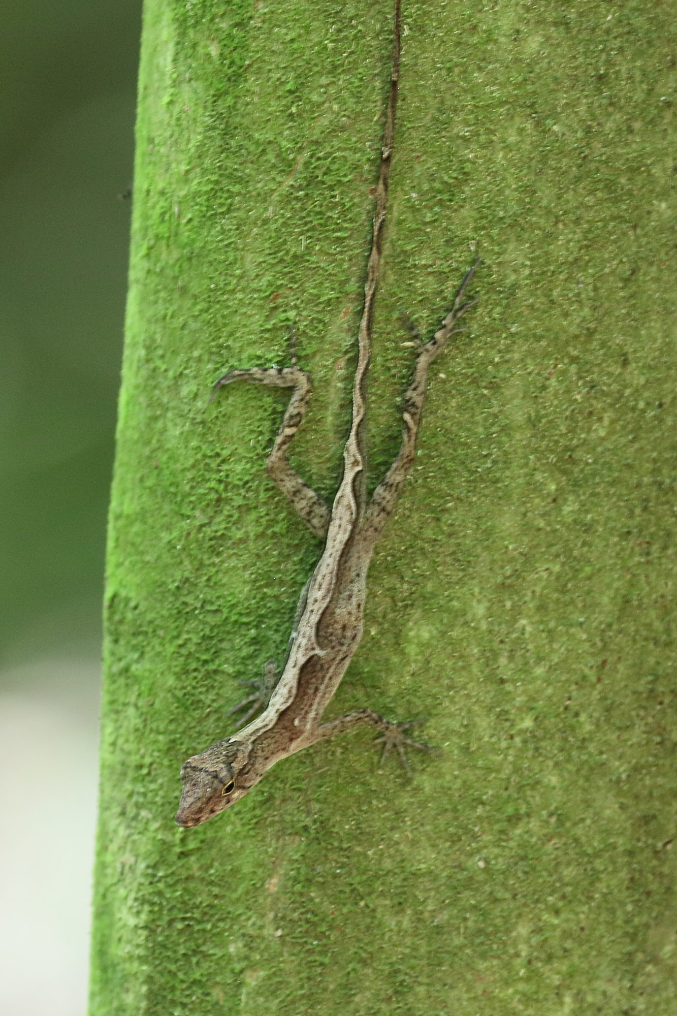 anolis_polylepis4bd