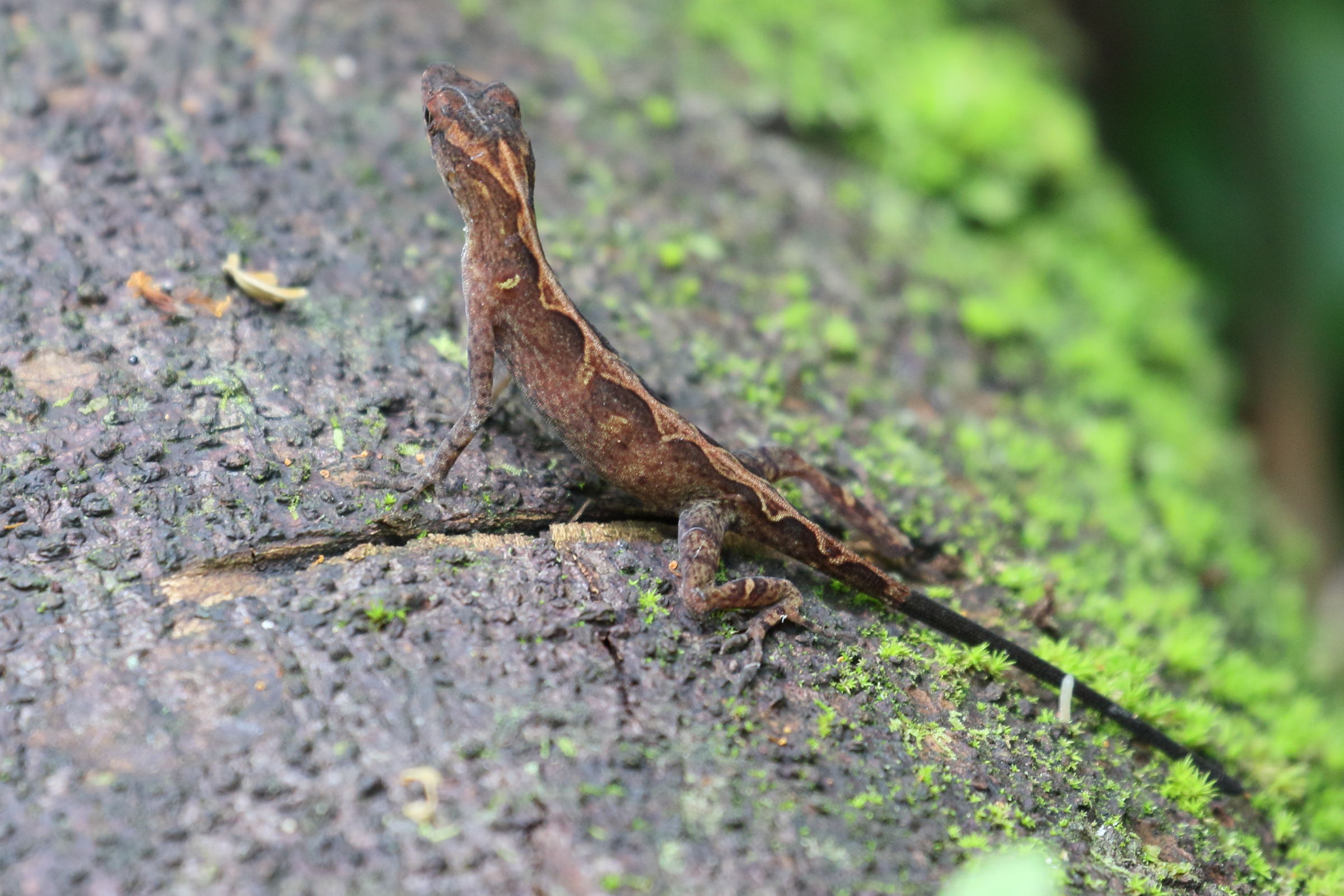 anolis_polylepis5bd