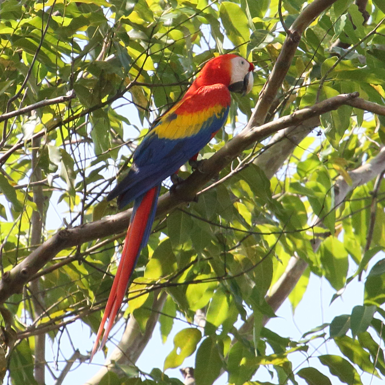 ara_rouge_-_ara_macao3md