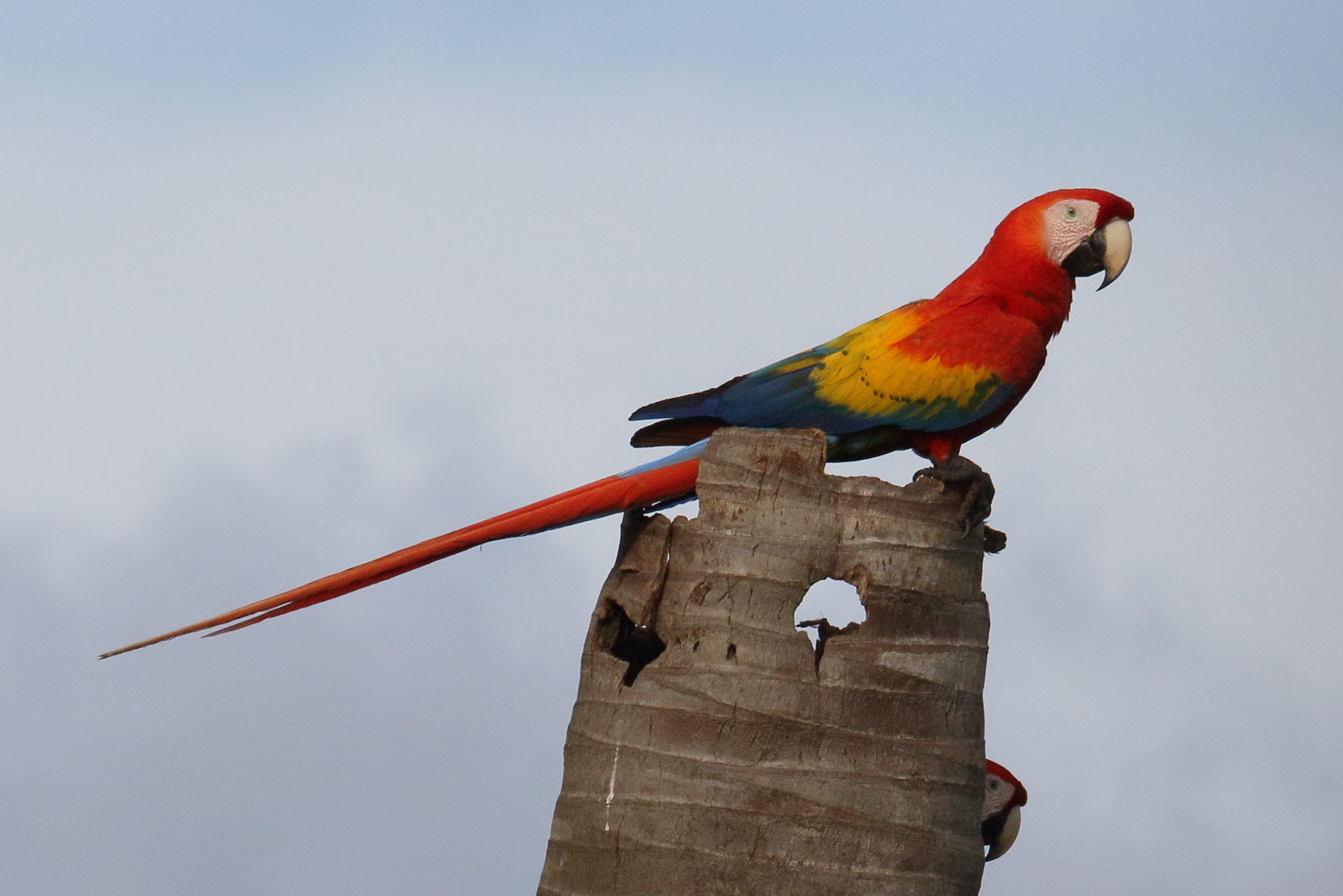 ara_rouge_-_ara_macao4md