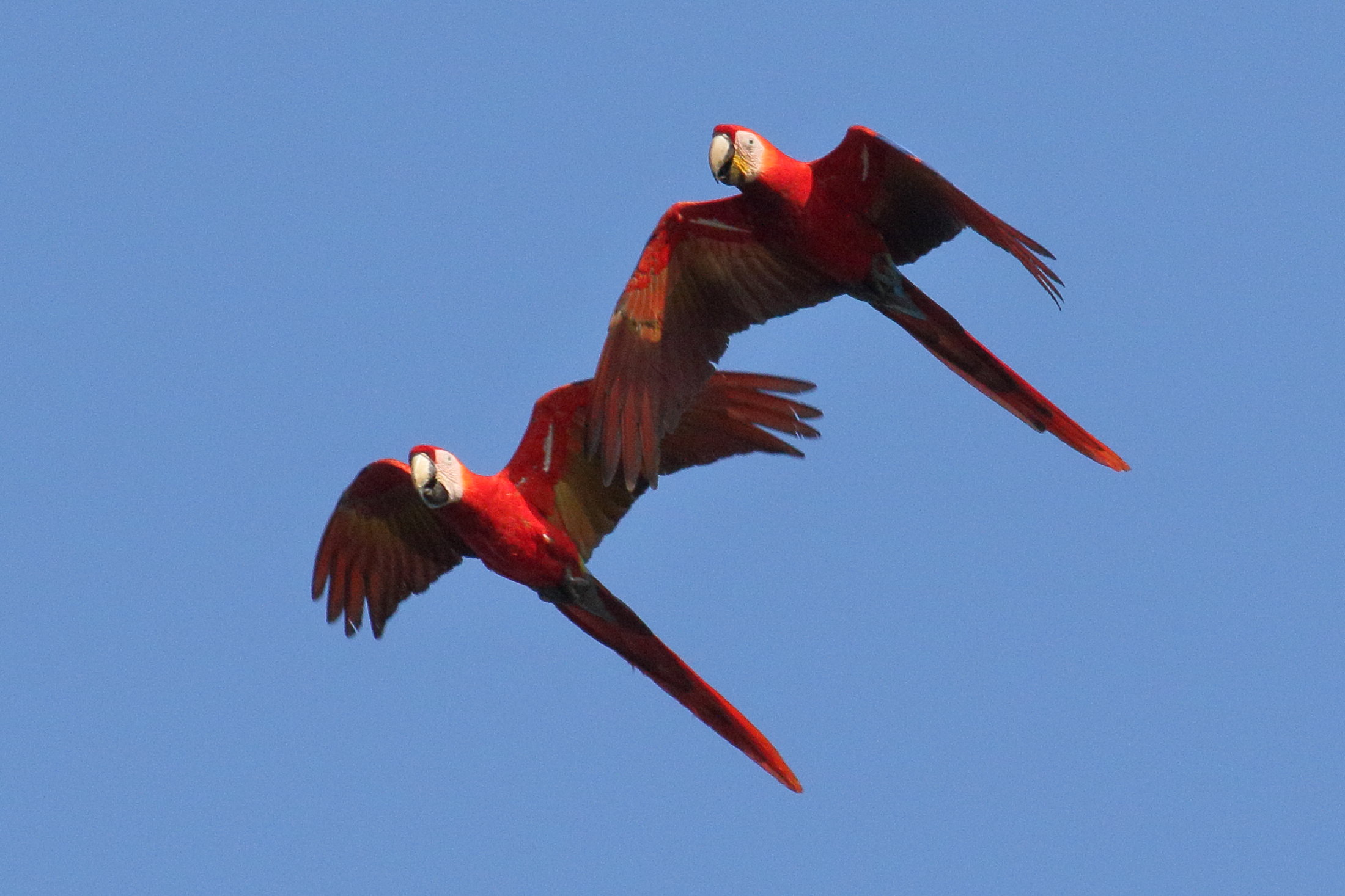 ara_rouge_-_ara_macao5md