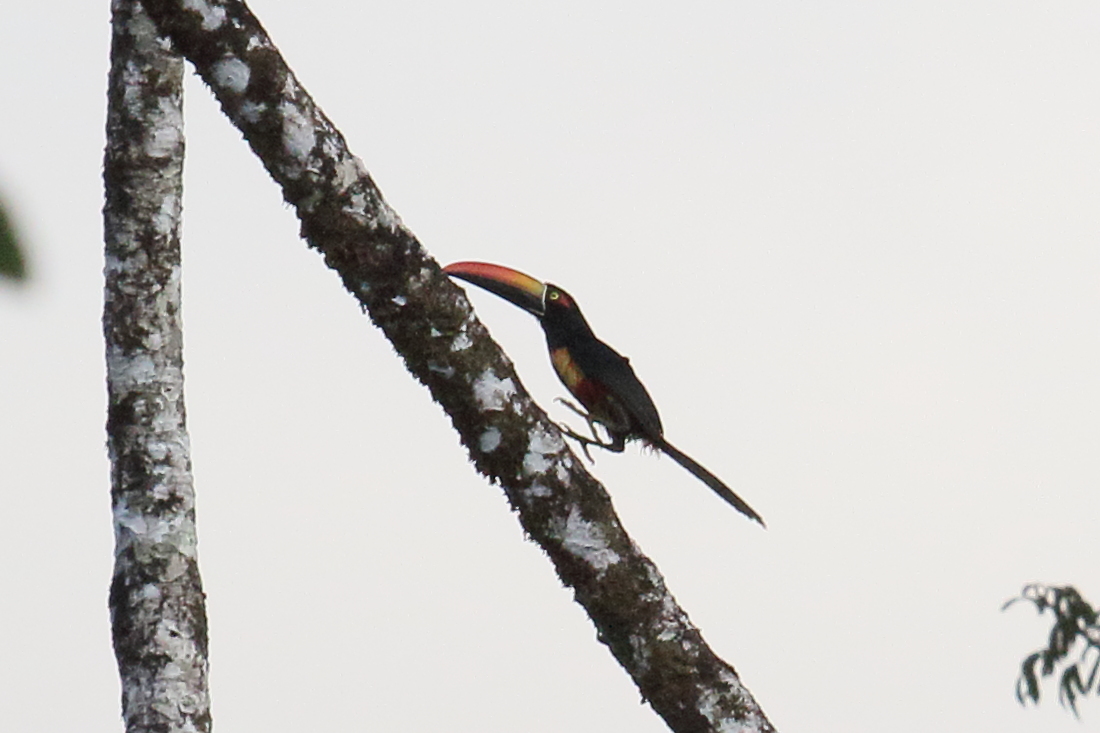 aracari_de_frantzius_-_pteroglossus_frantzii4md