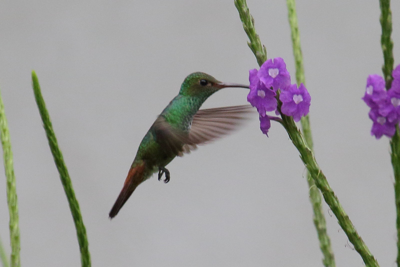 ariane_a_ventre_gris_-_amazilla_tzacatl2md