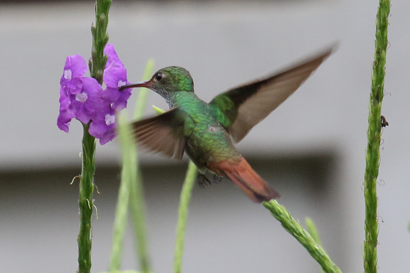 ariane_a_ventre_gris_-_amazilla_tzacatl3md