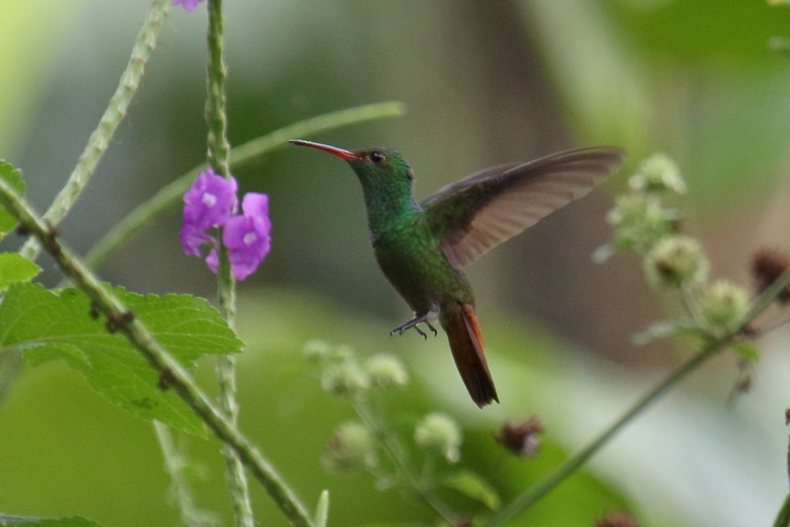 ariane_a_ventre_gris_-_amazilla_tzacatl4md