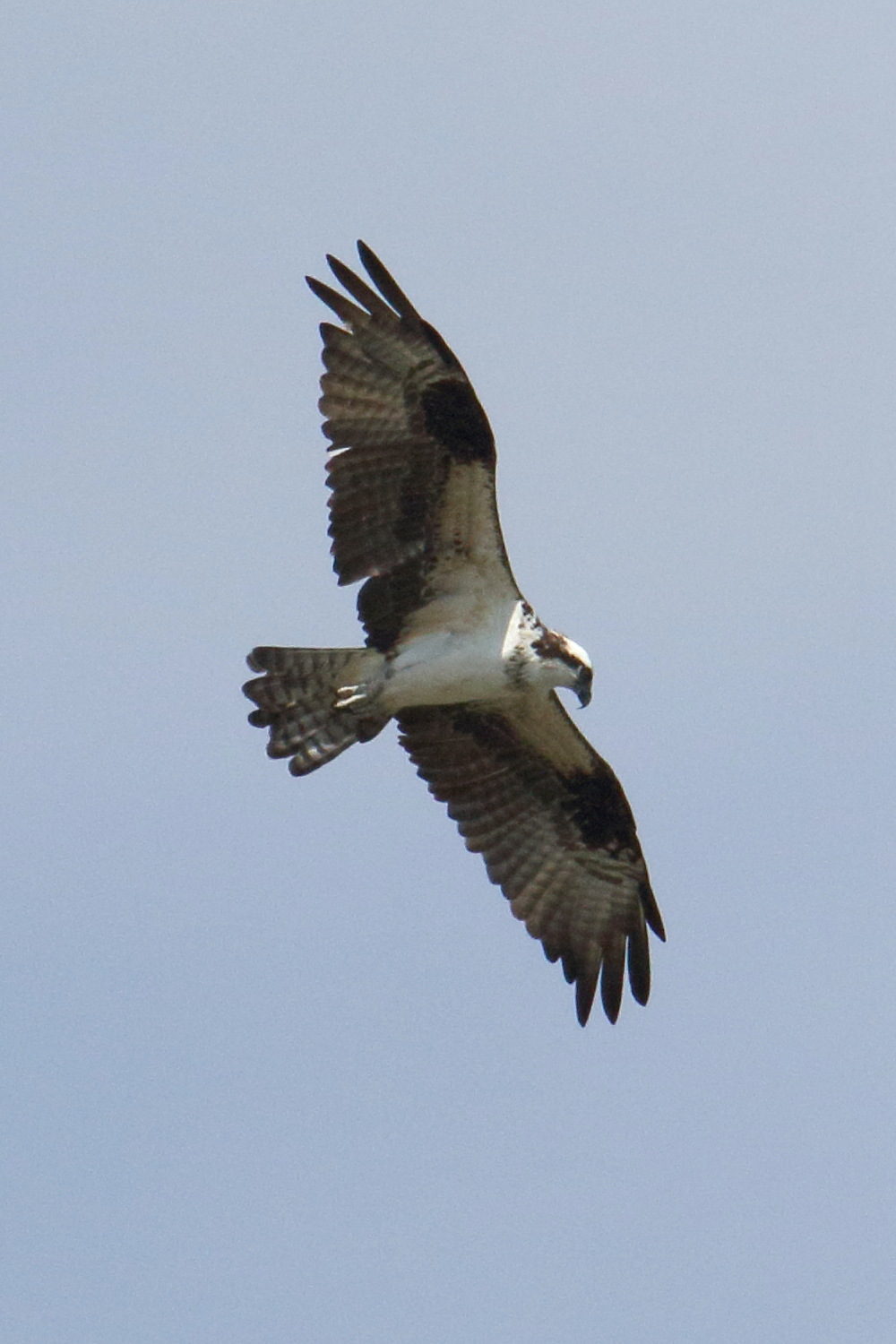 balbuzard_pecheur_-_pandion_haliaetus3md